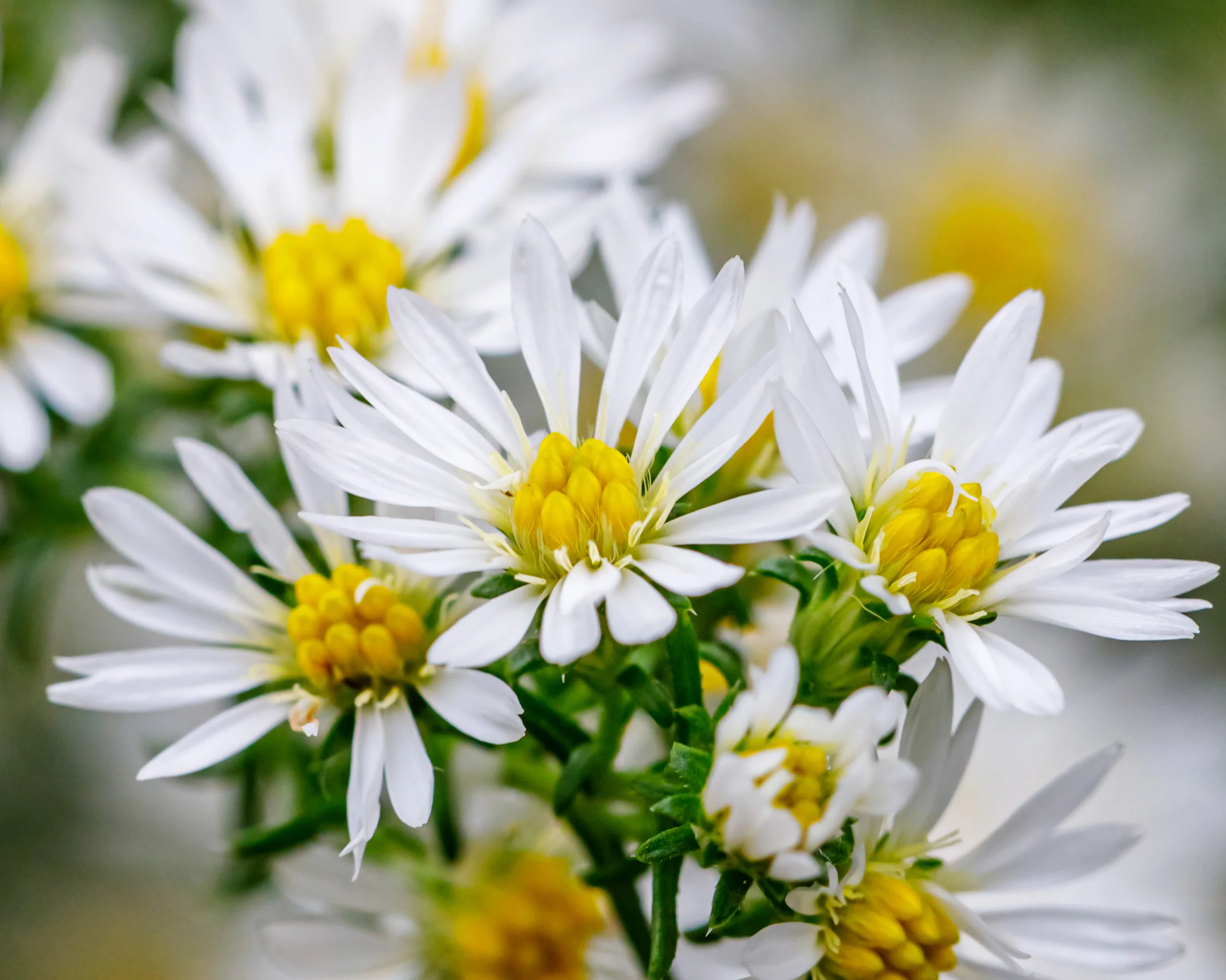 Aster 'Kristina' - Image 6