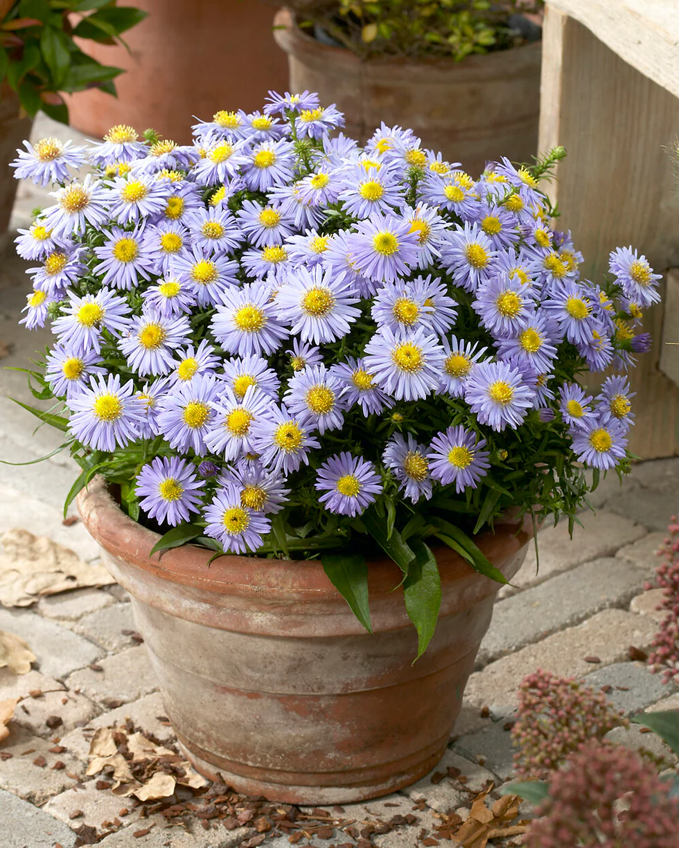 Aster 'Lady in Blue' - Image 3