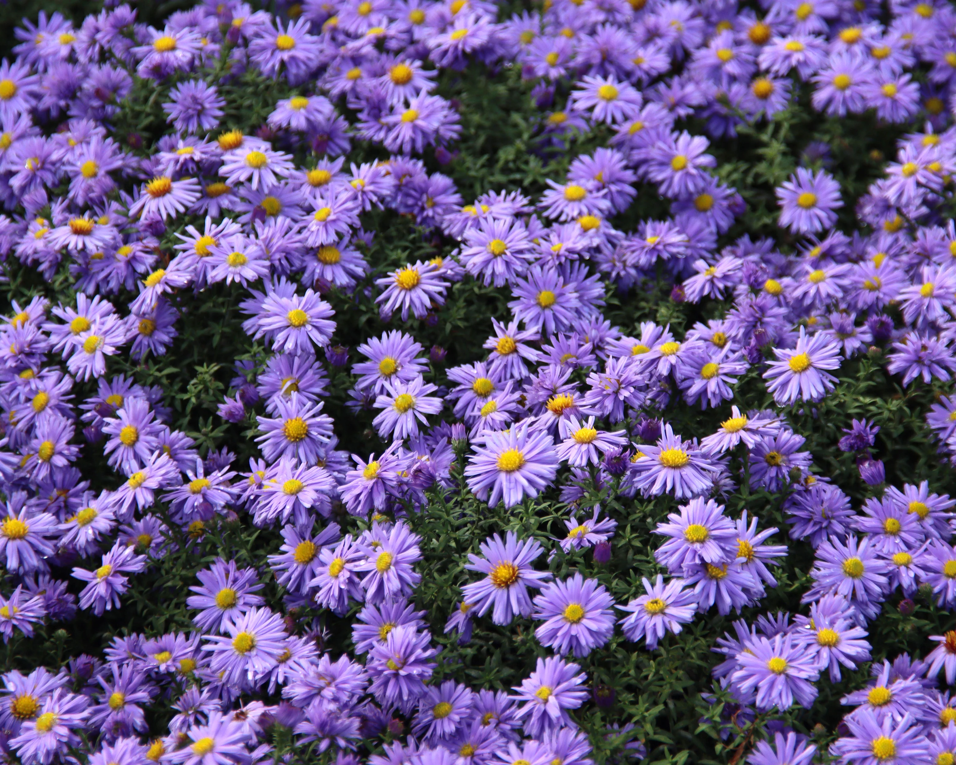 Aster 'Lady in Blue' - Image 4