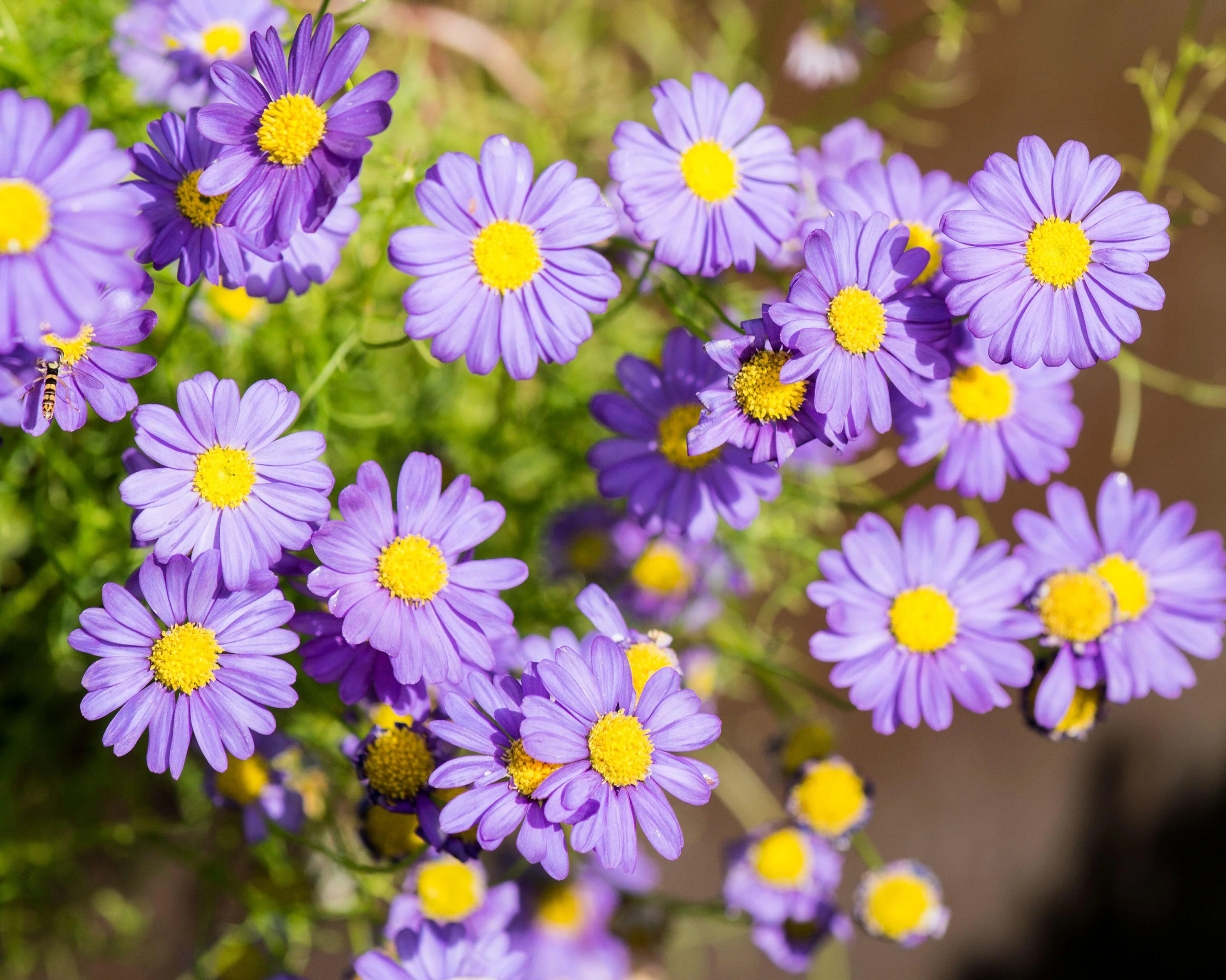 Aster 'Lady in Blue' - Image 5