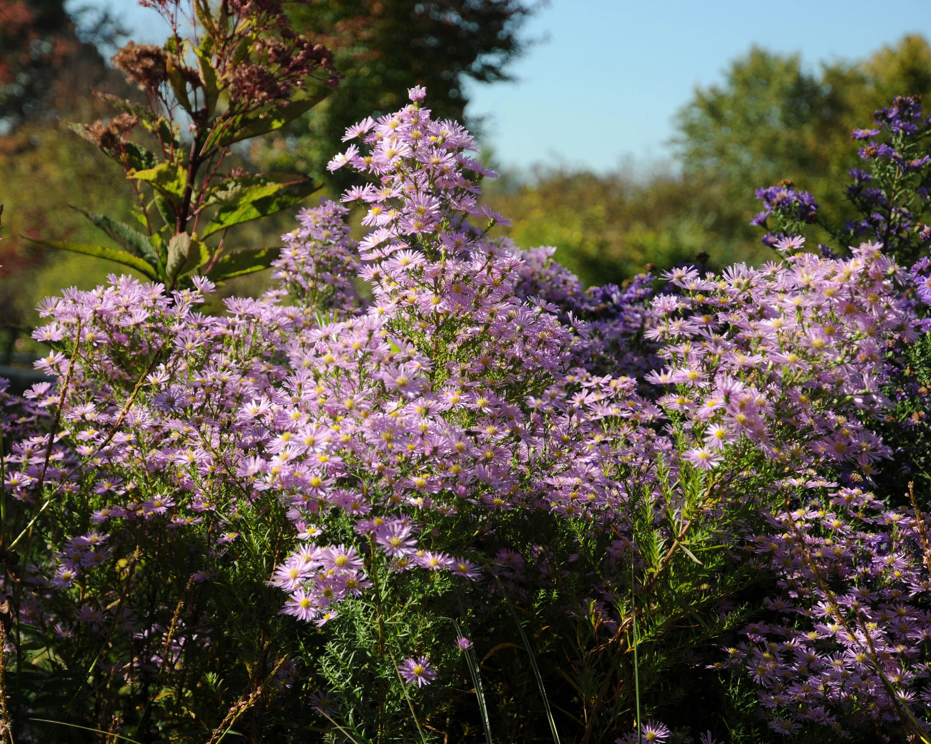 Aster 'Pink Star' - Image 4