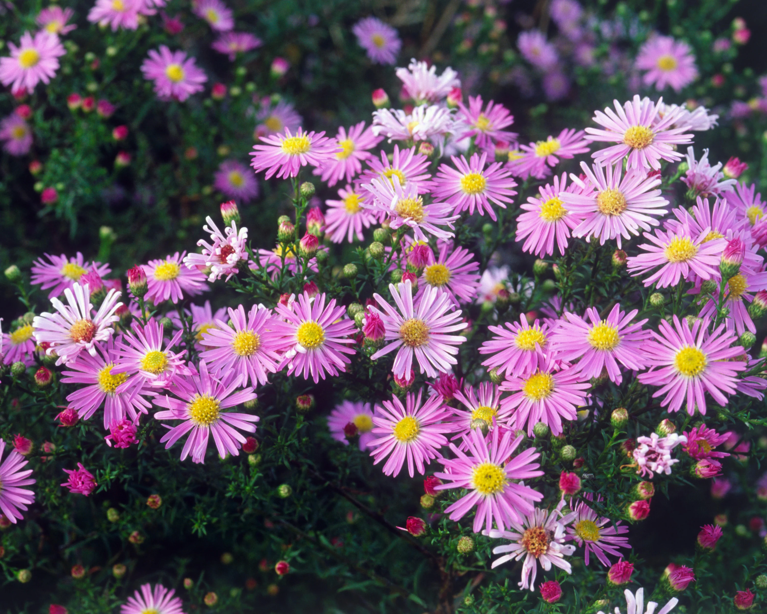 Aster 'Pink Star' - Image 7
