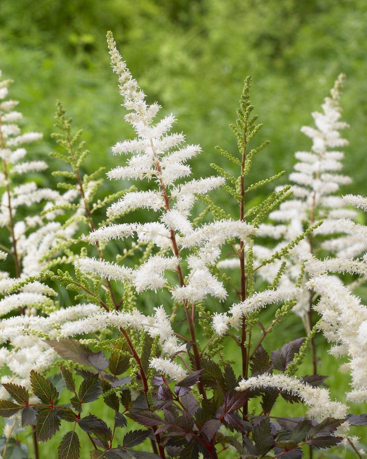 Astilbe 'Cappuccino' - Image 3