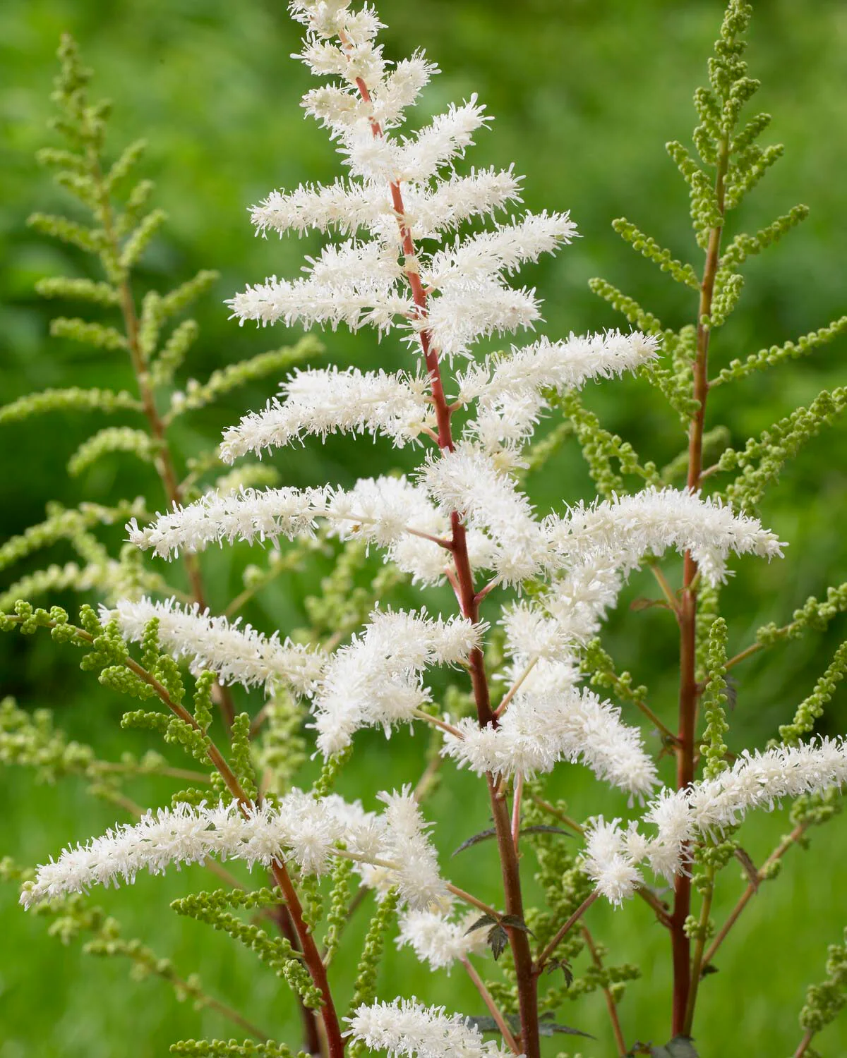 Astilbe 'Cappuccino' - Image 5