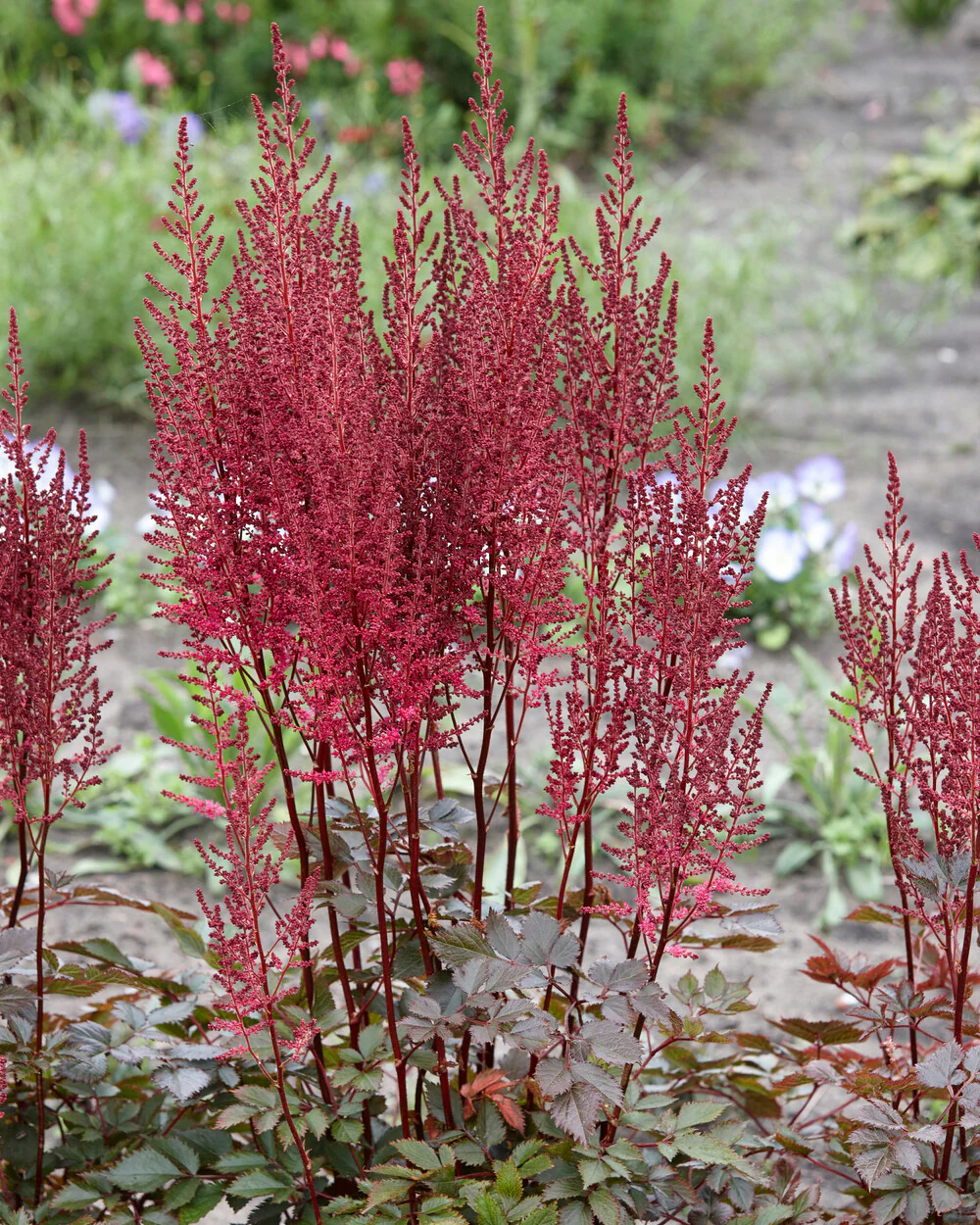 Astilbe 'Mighty Chocolate Cherry' - Image 7