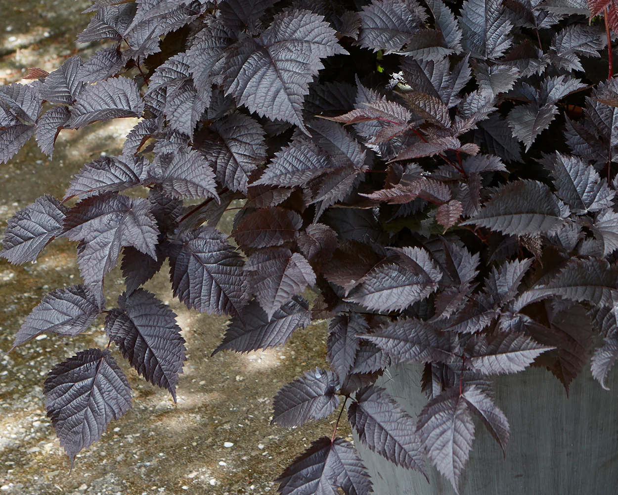 Astilbe 'Chocolate Shogun' - Image 5