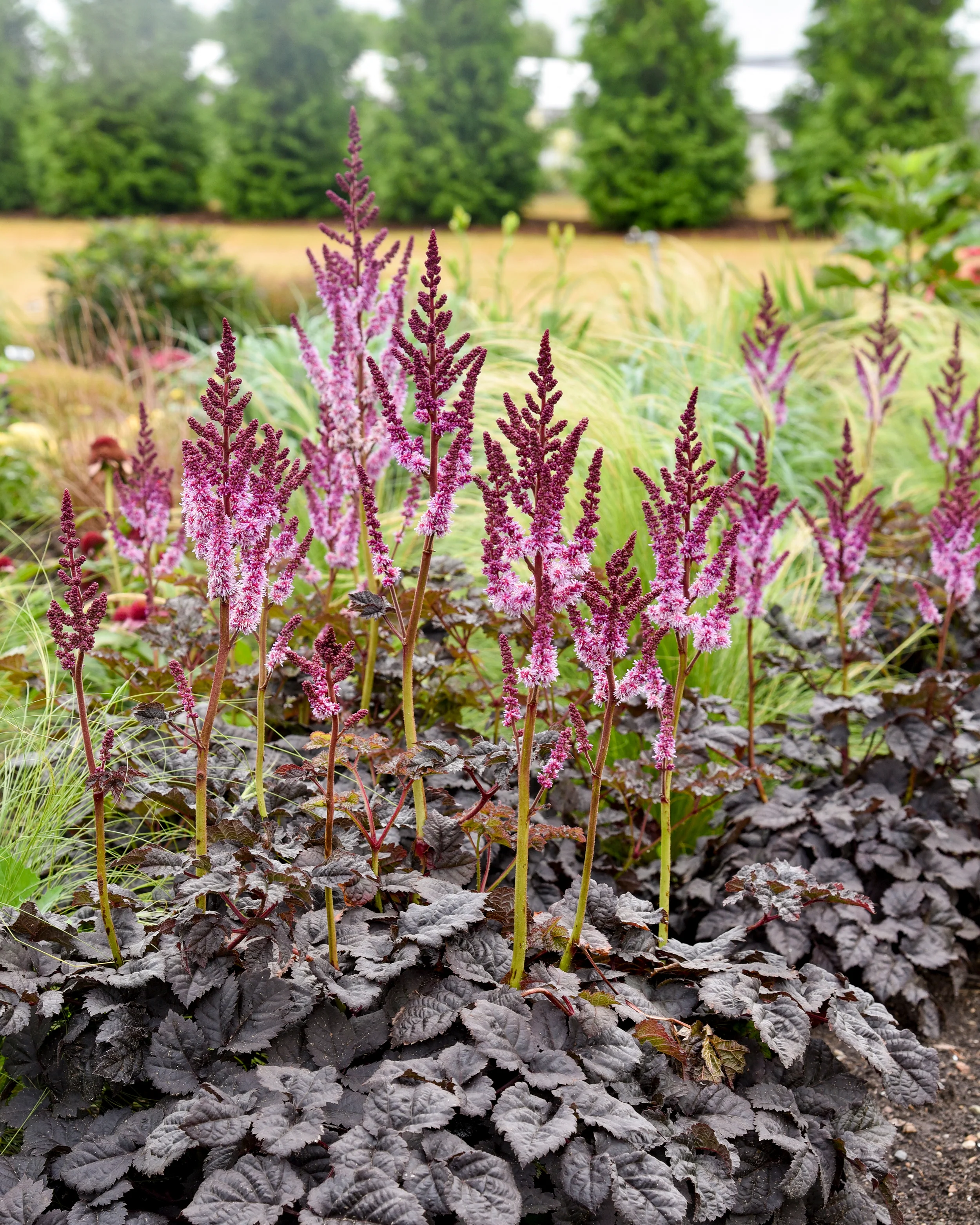 Astilbe 'Dark Side of the Moon' - Image 3