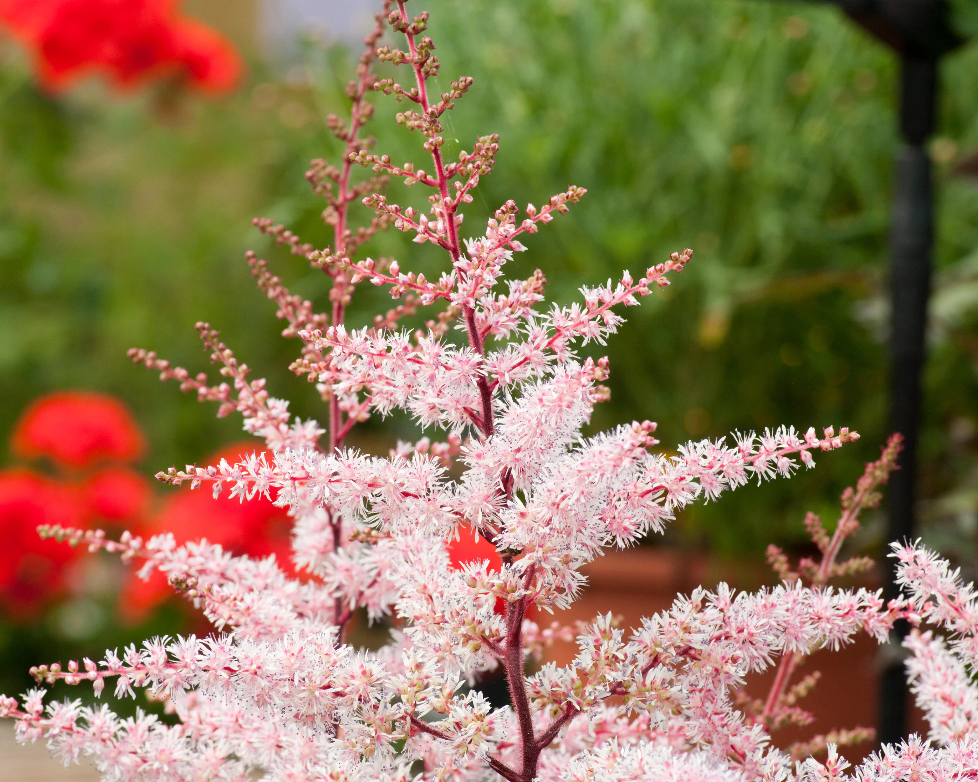 Astilbe 'Delft Lace' - Image 3