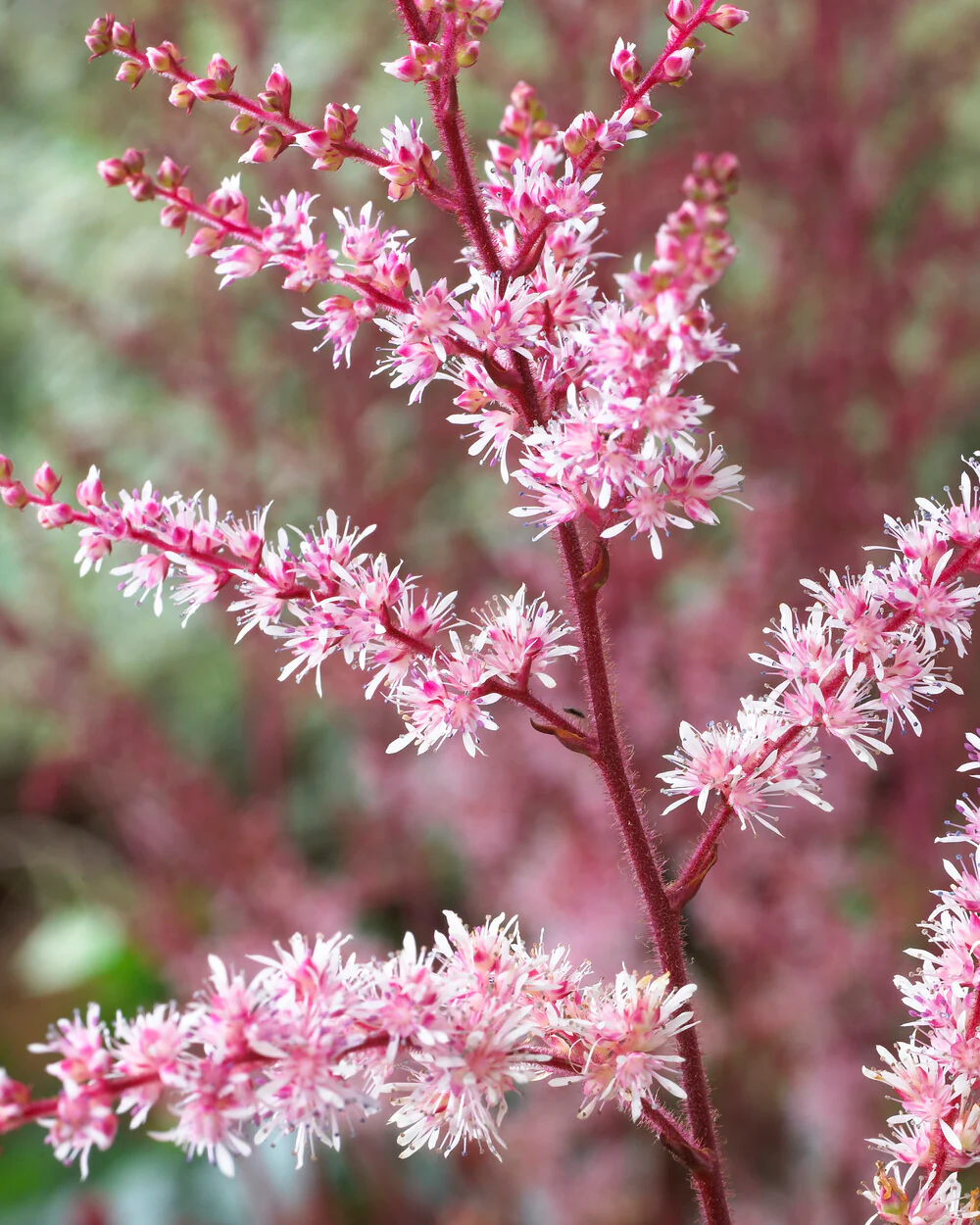 Astilbe 'Delft Lace' - Image 4