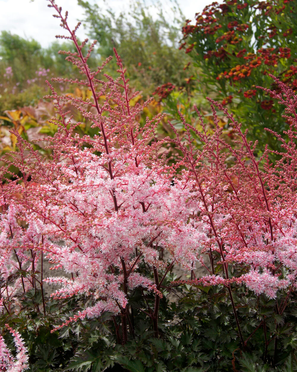 Astilbe 'Delft Lace' - Image 6