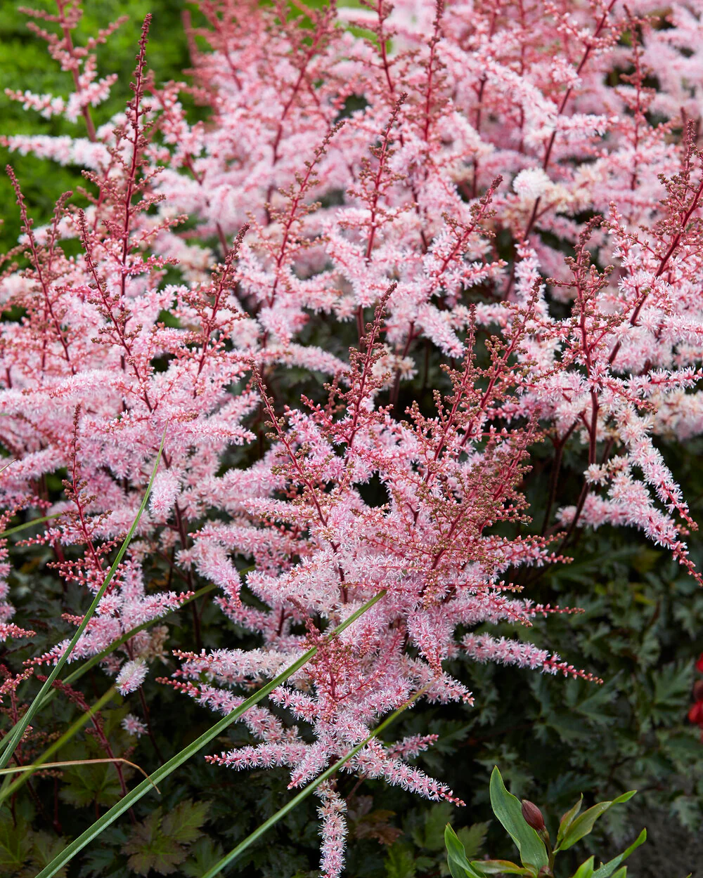 Astilbe 'Delft Lace' - Image 8