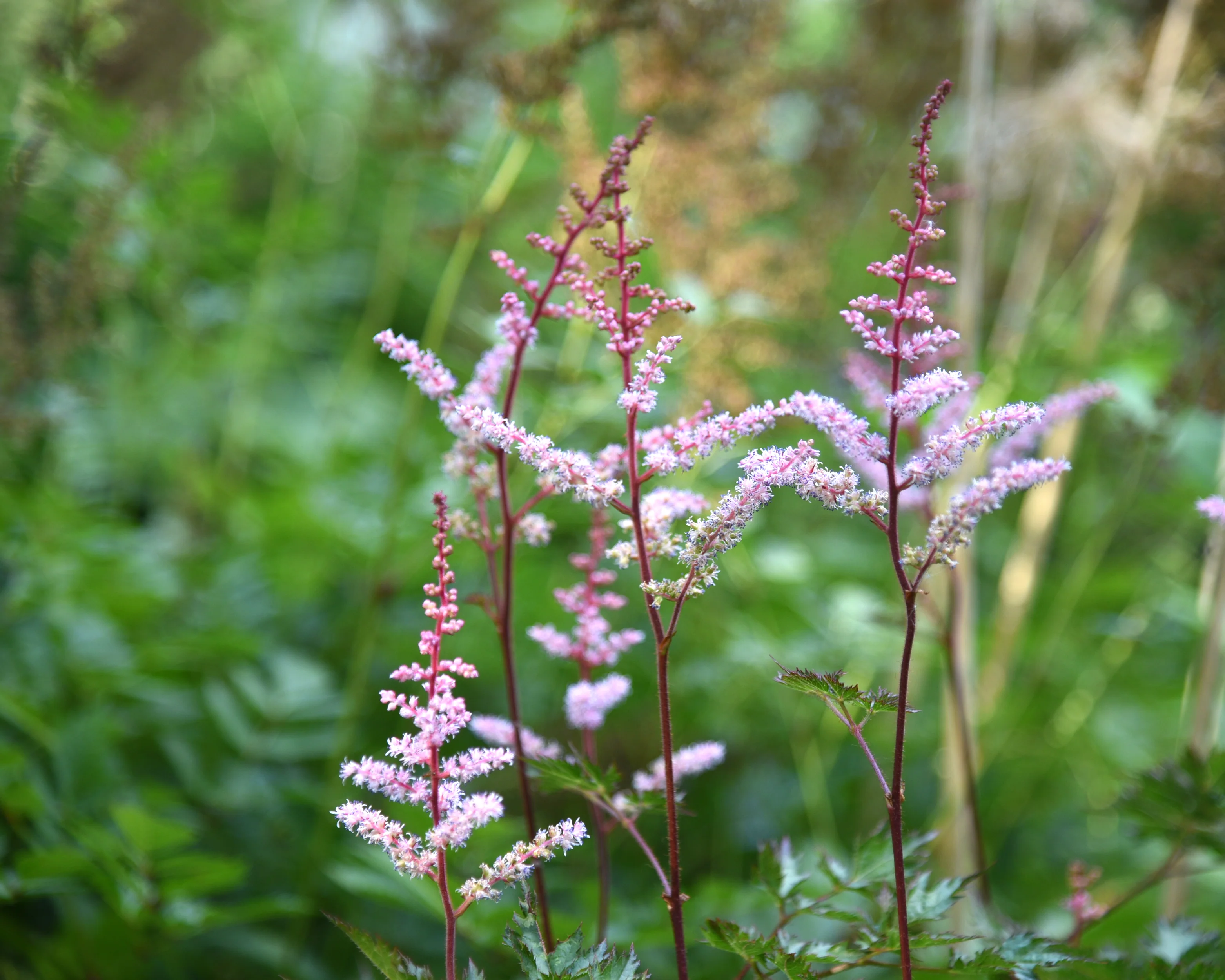 Astilbe 'Delft Lace' - Image 9