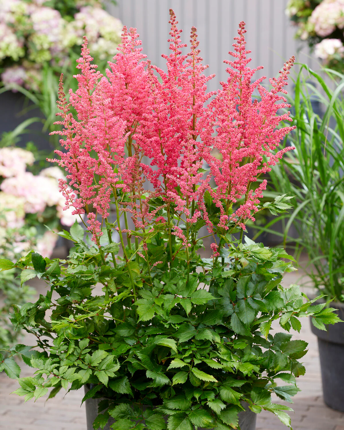 Astilbe 'Dunes Revolution' - Image 2