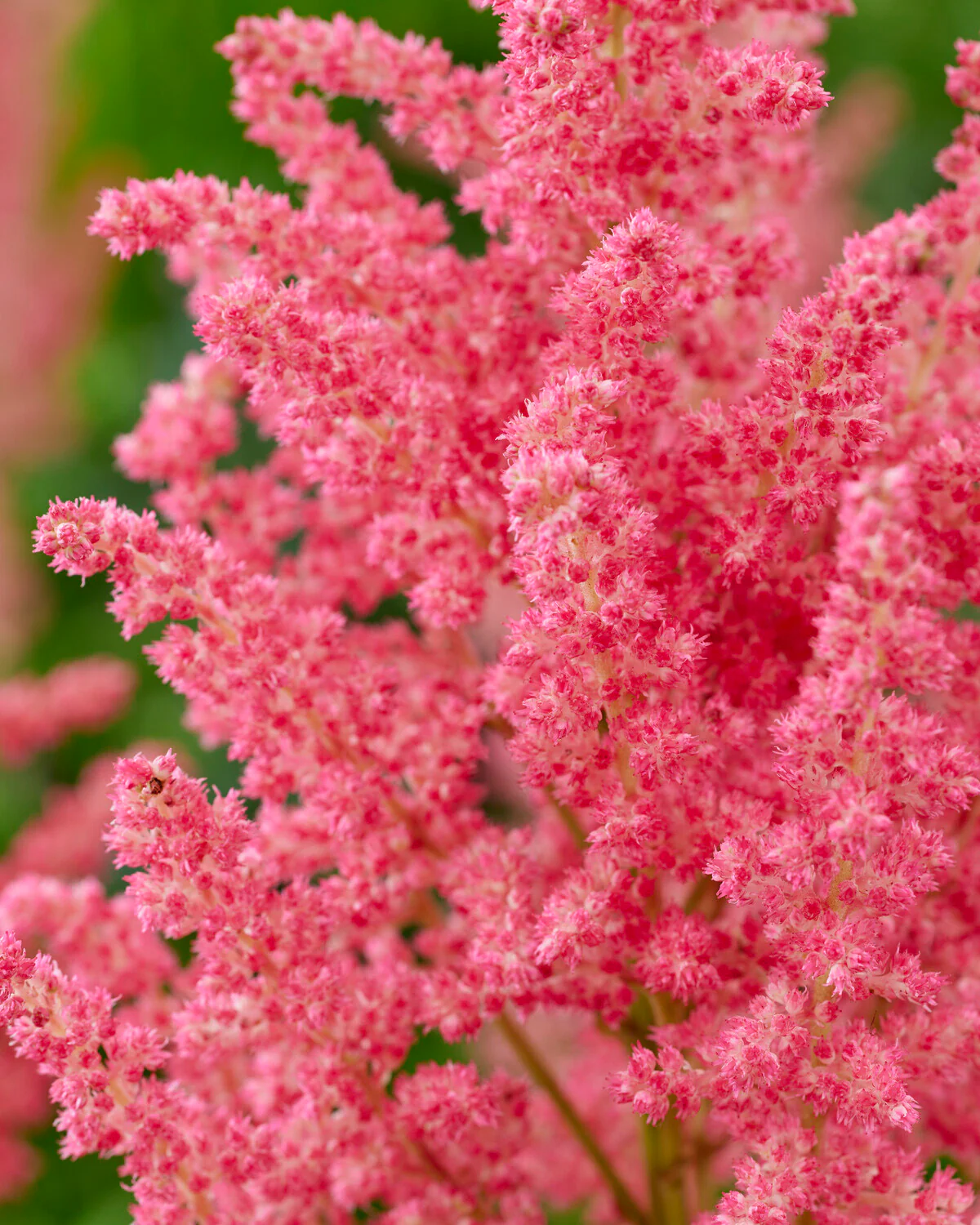 Astilbe 'Dunes Revolution' - Image 3