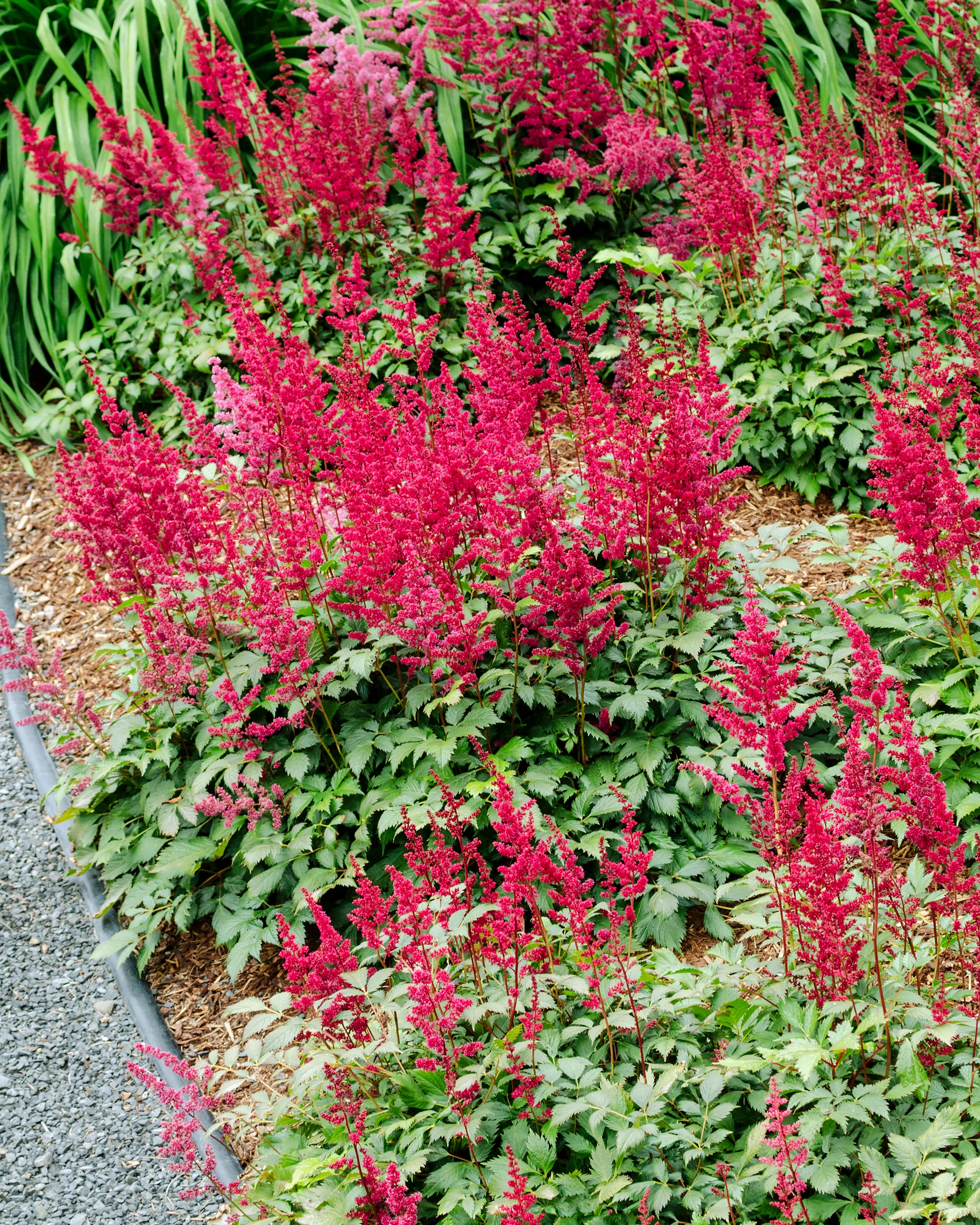 Astilbe 'Fanal' - Image 3