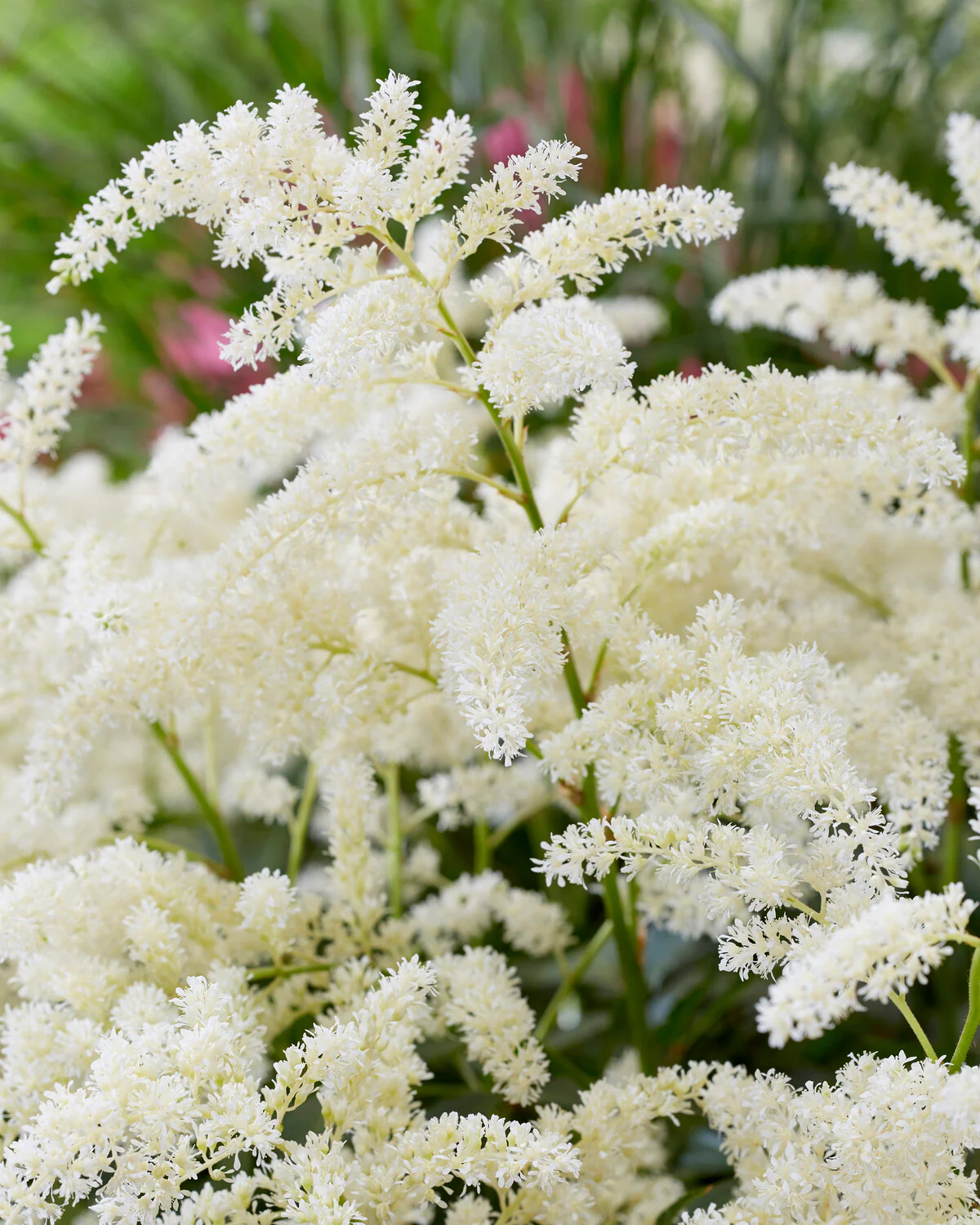 Astilbe 'Fireworks White' - Image 3