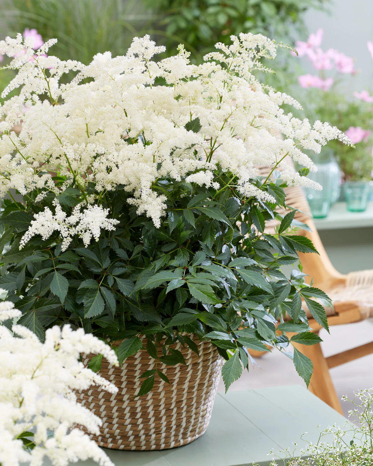 Astilbe 'Fireworks White' - Image 6