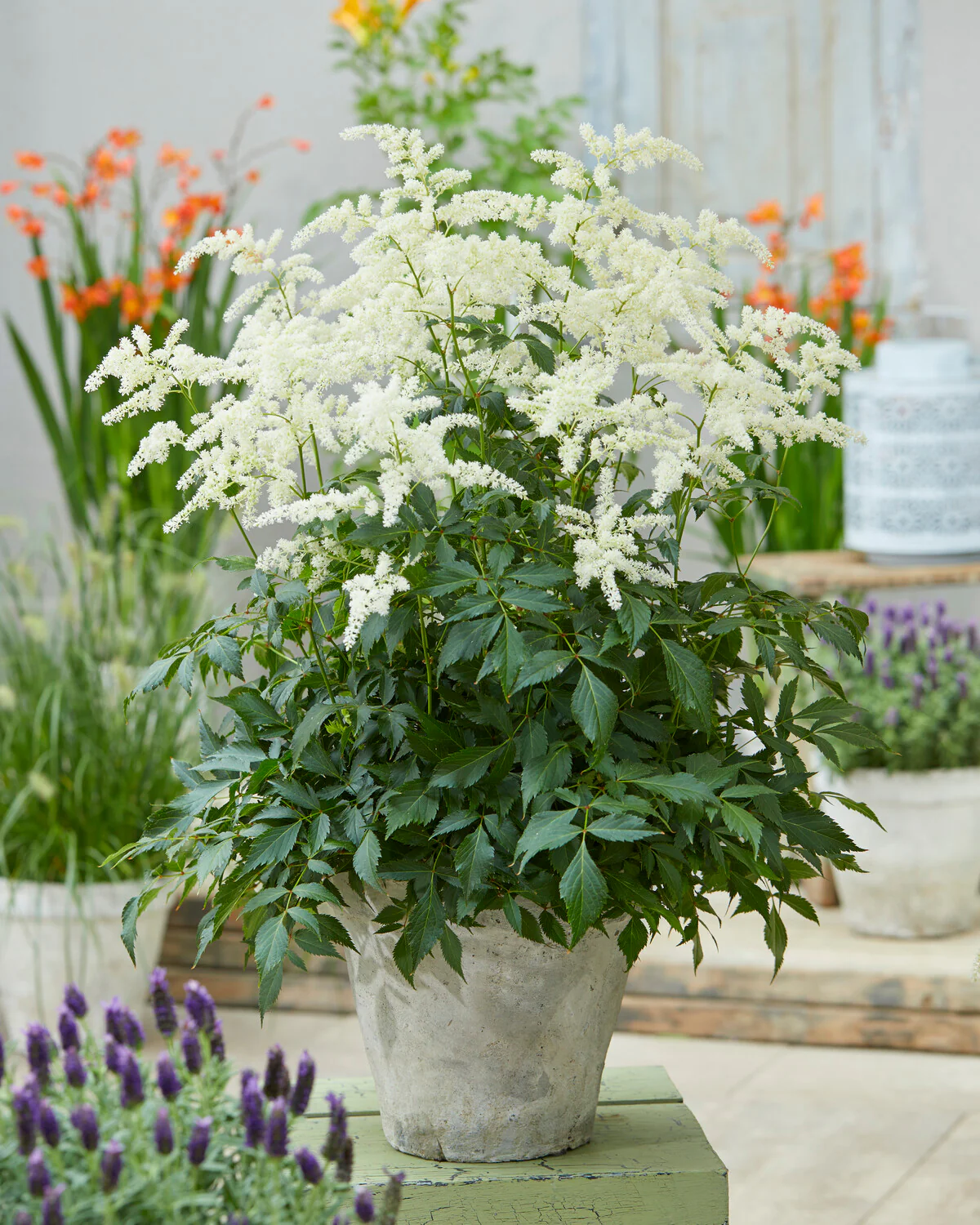 Astilbe 'Fireworks White' - Image 8