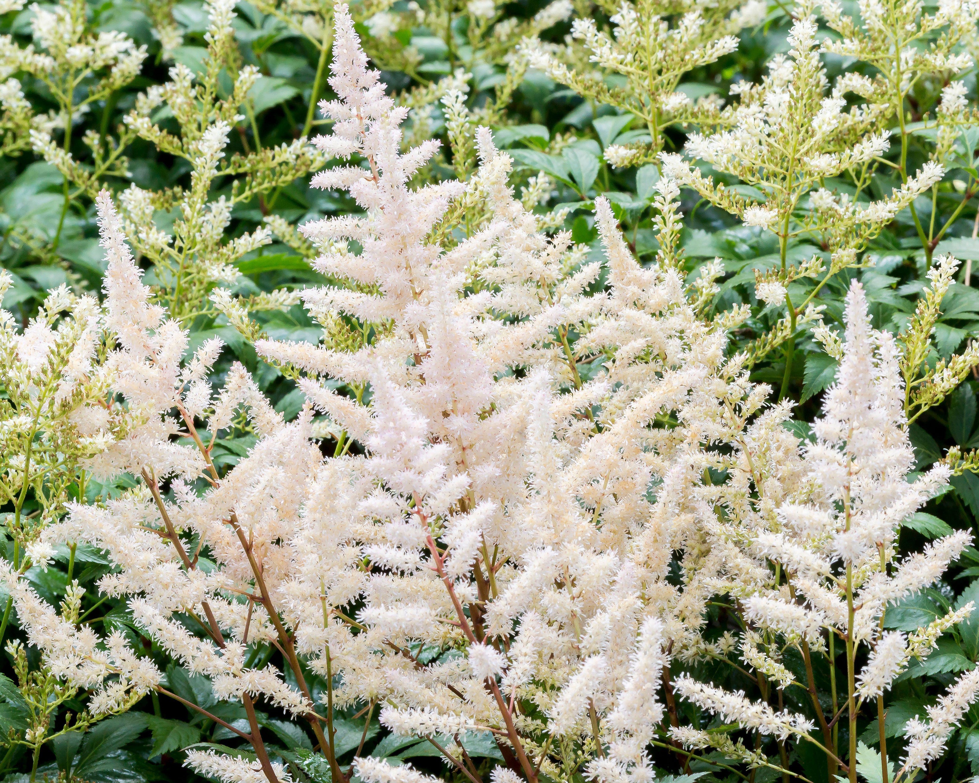 Astilbe 'Milk and Honey' - Image 3
