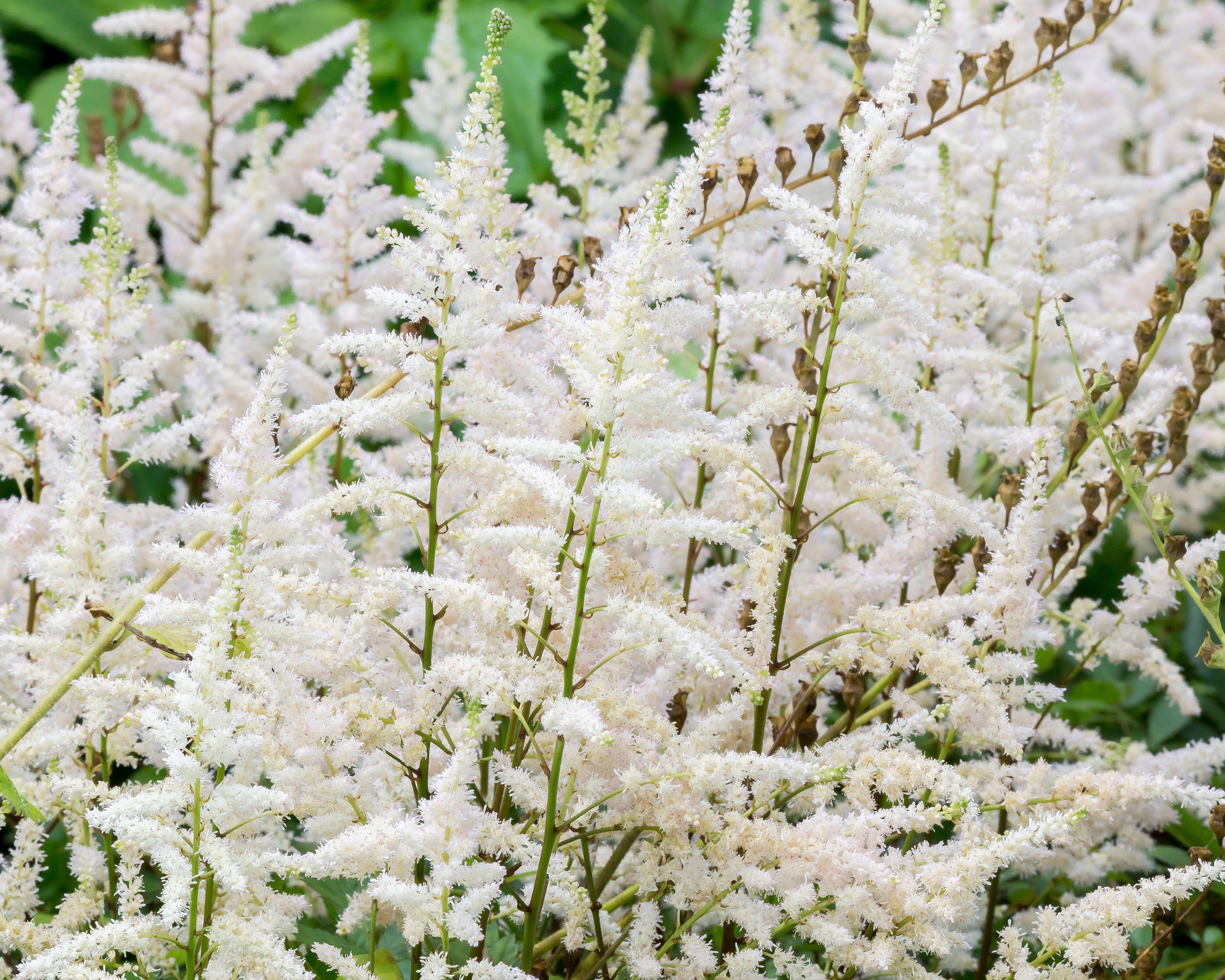 Astilbe 'Milk and Honey' - Image 7