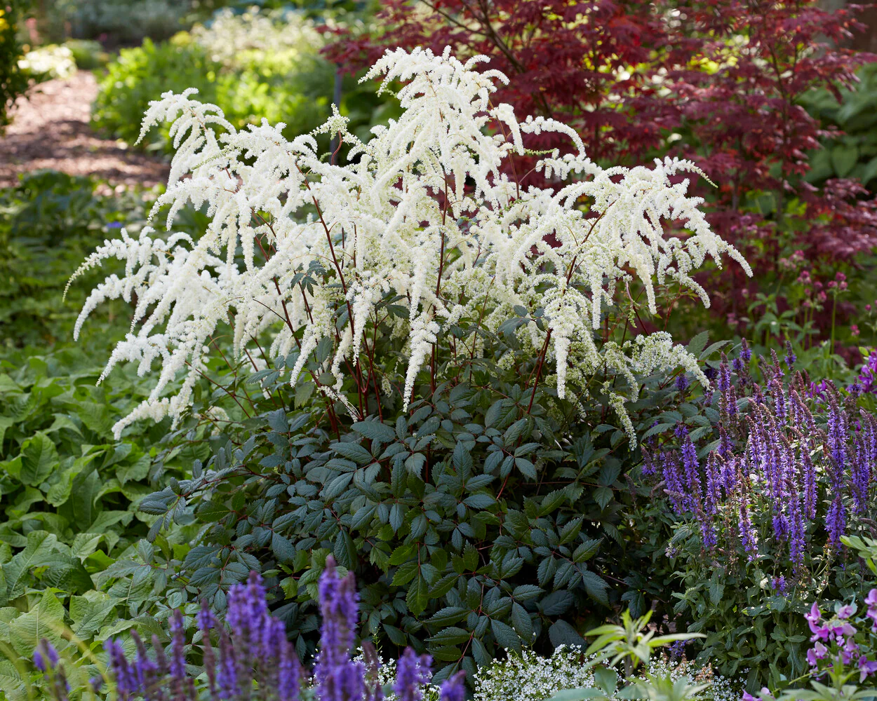 Astilbe 'Moccachino' - Image 2