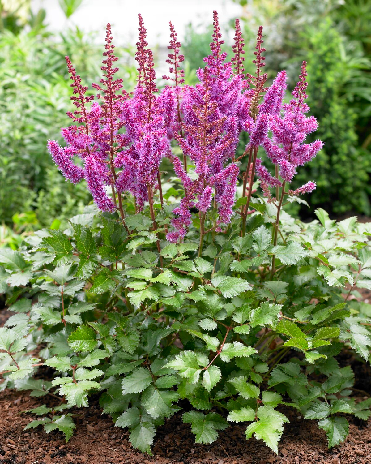 Astilbe 'Purple Rain' - Image 4