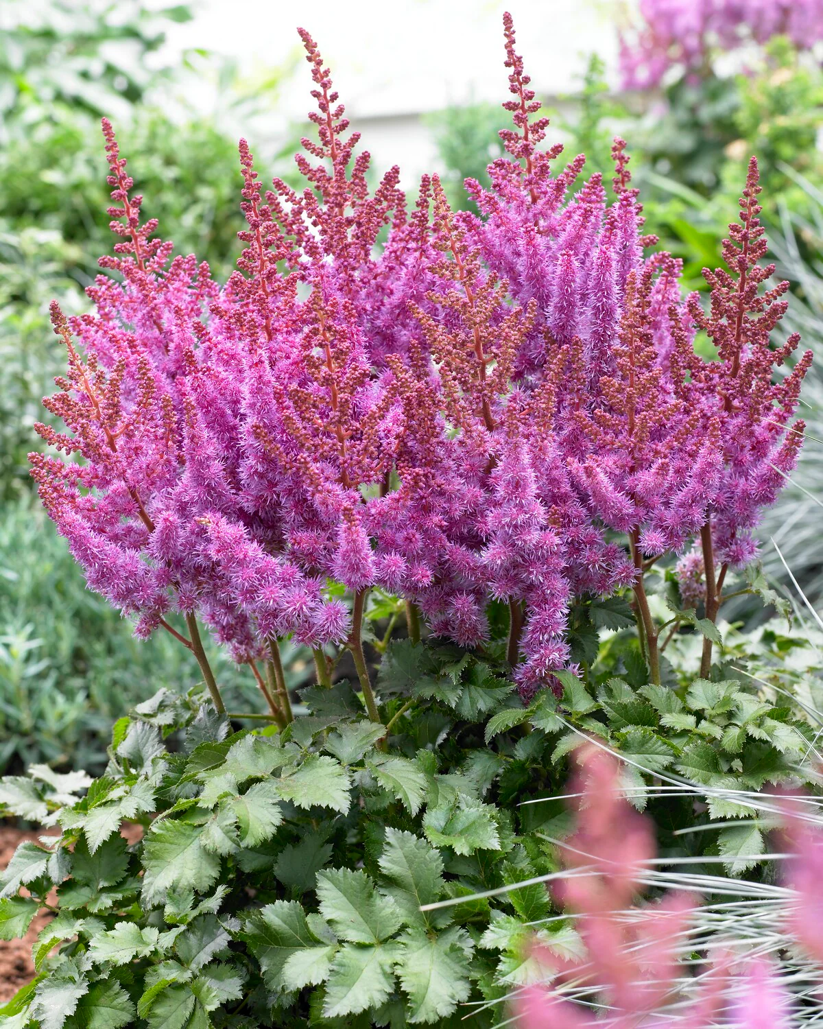 Astilbe 'Purple Rain' - Image 5