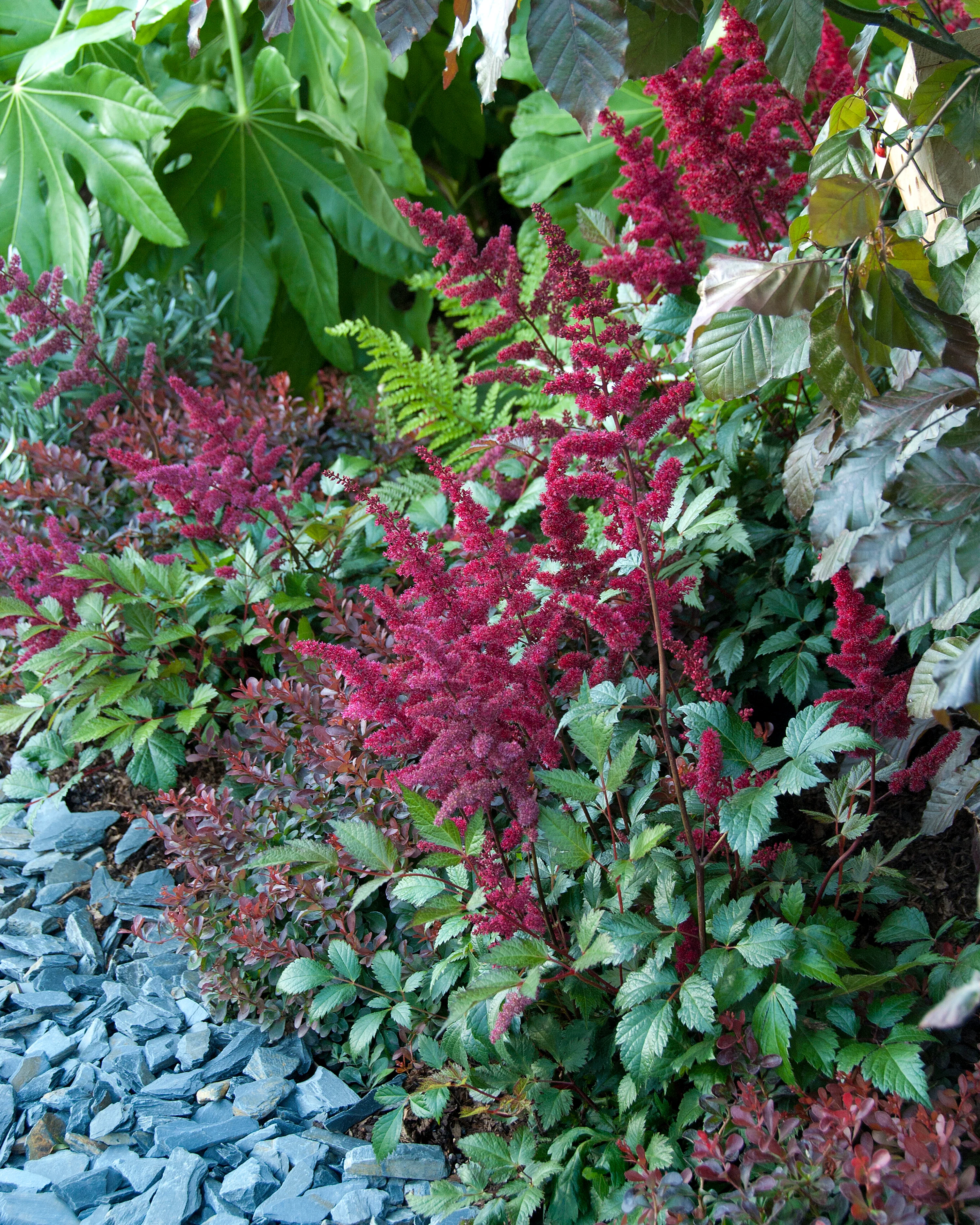 Astilbe 'Vision in Red' - Image 3