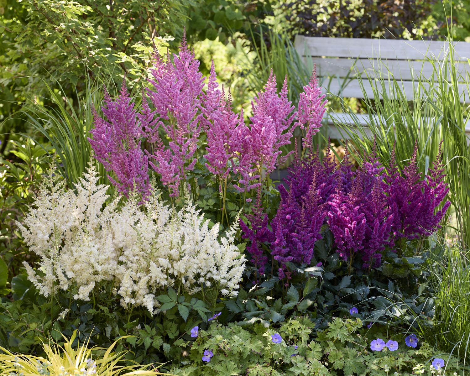 Astilbe 'Vision in White Delight' - Image 3