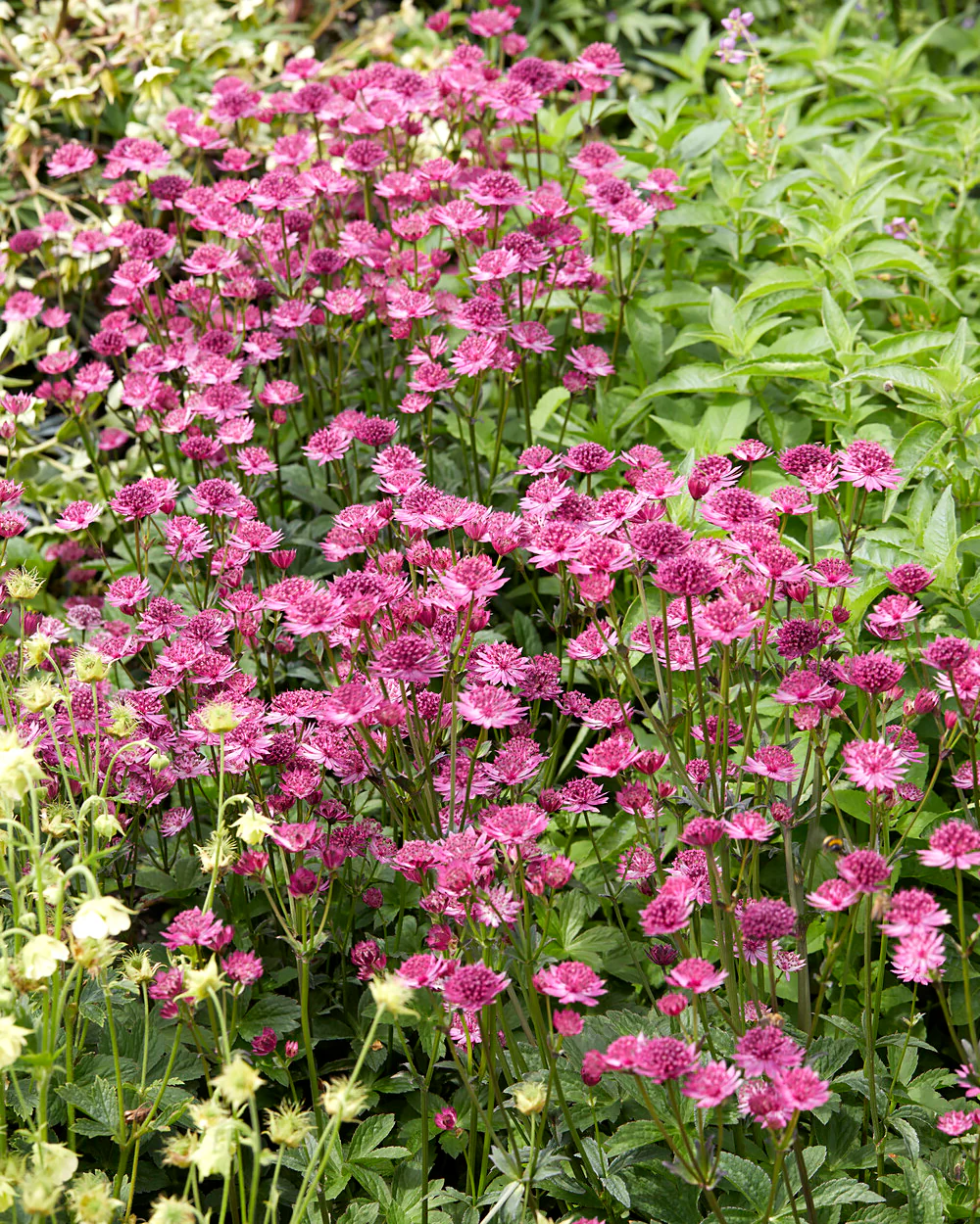 Astrantia 'Capri' - Image 2