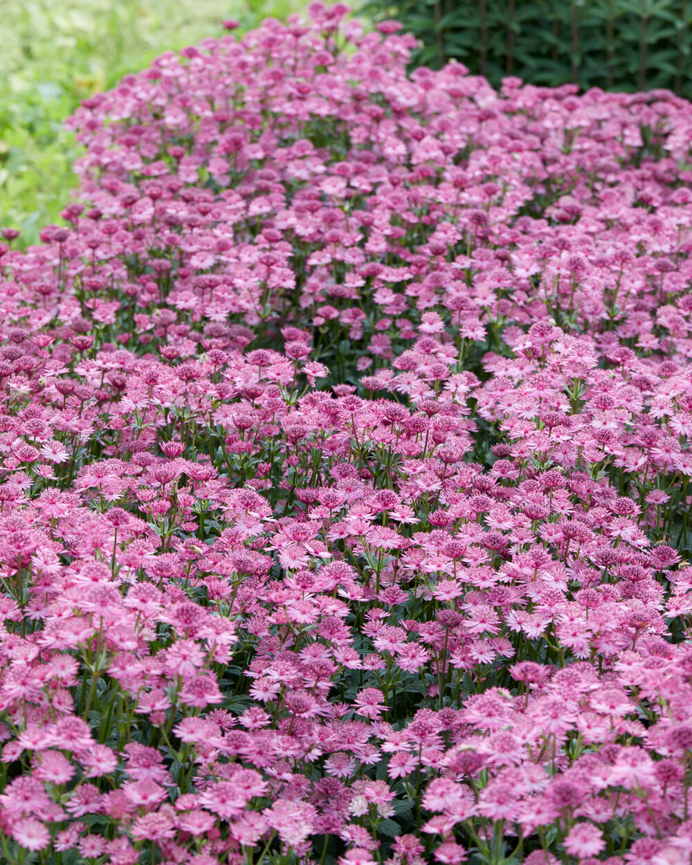 Astrantia 'Capri' - Image 4