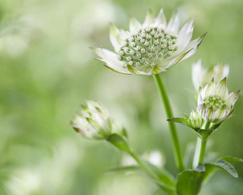 Astrantia 'Florence' - Image 4
