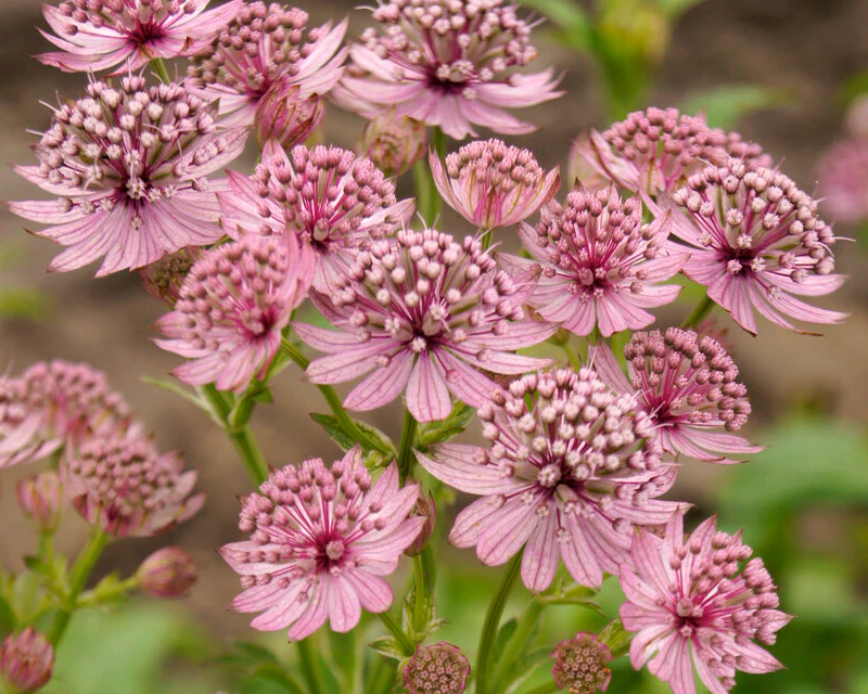 Astrantia 'Pink Pride' - Image 3