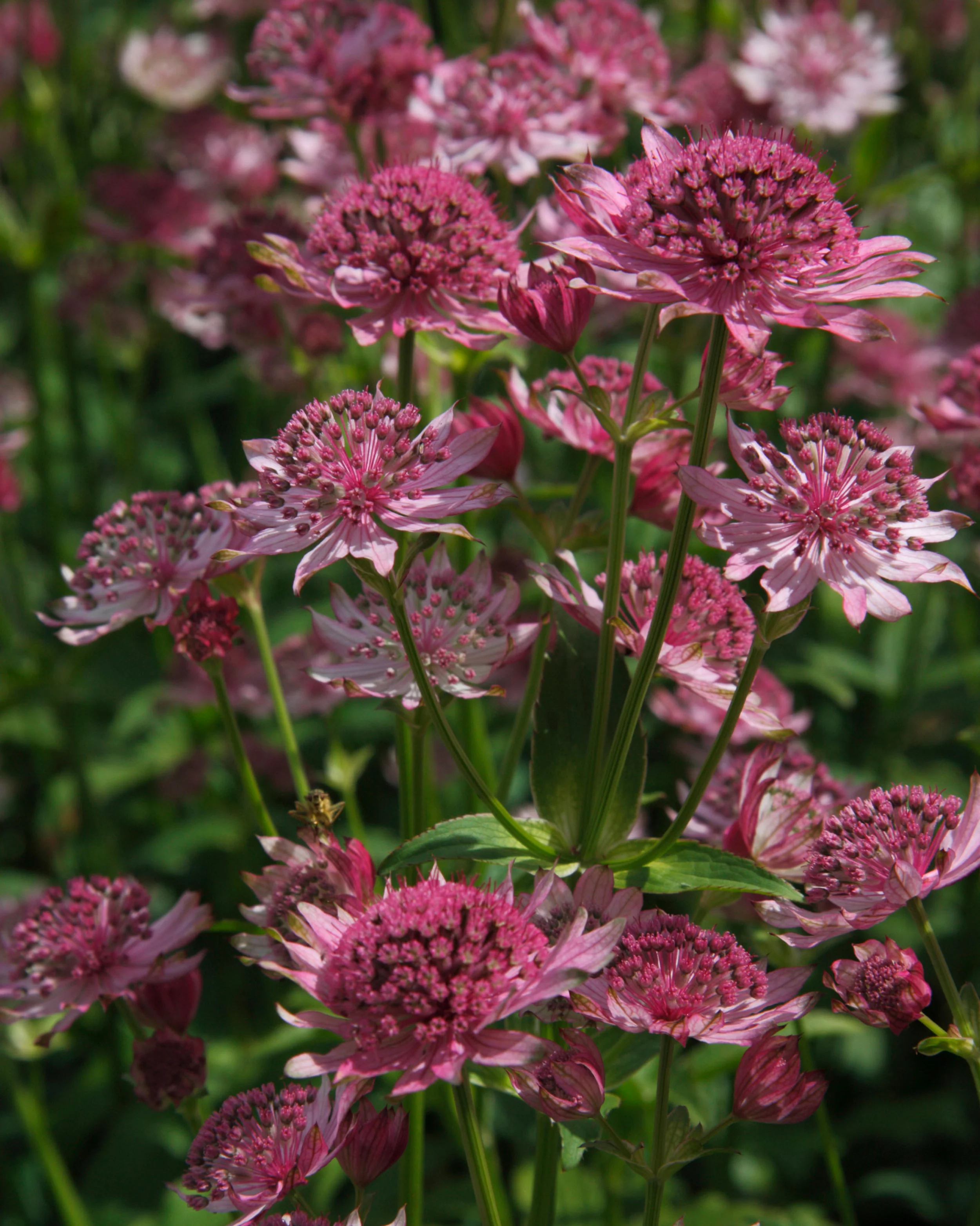 Astrantia 'Pink Pride' - Image 4