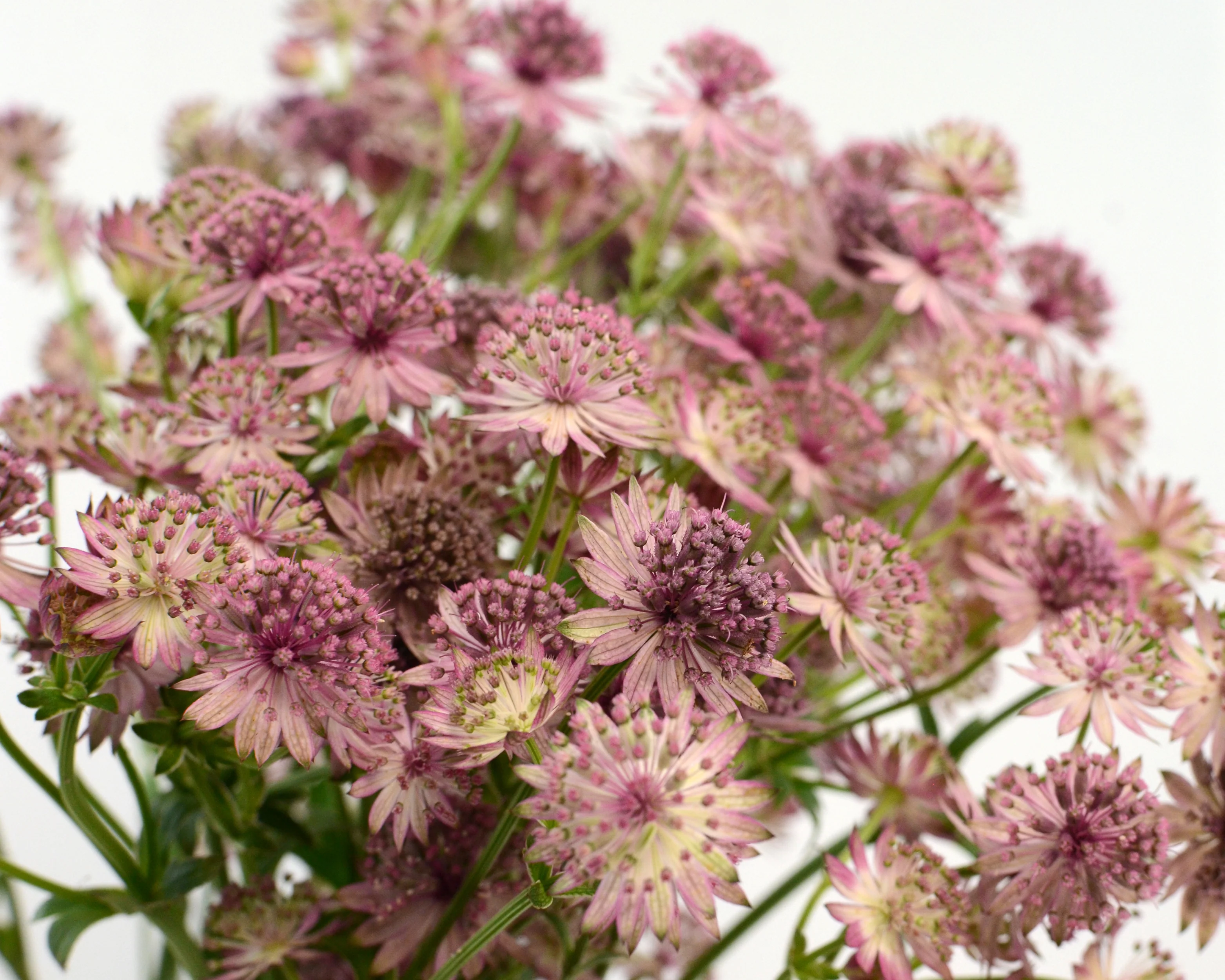 Astrantia 'Roma' - Image 5