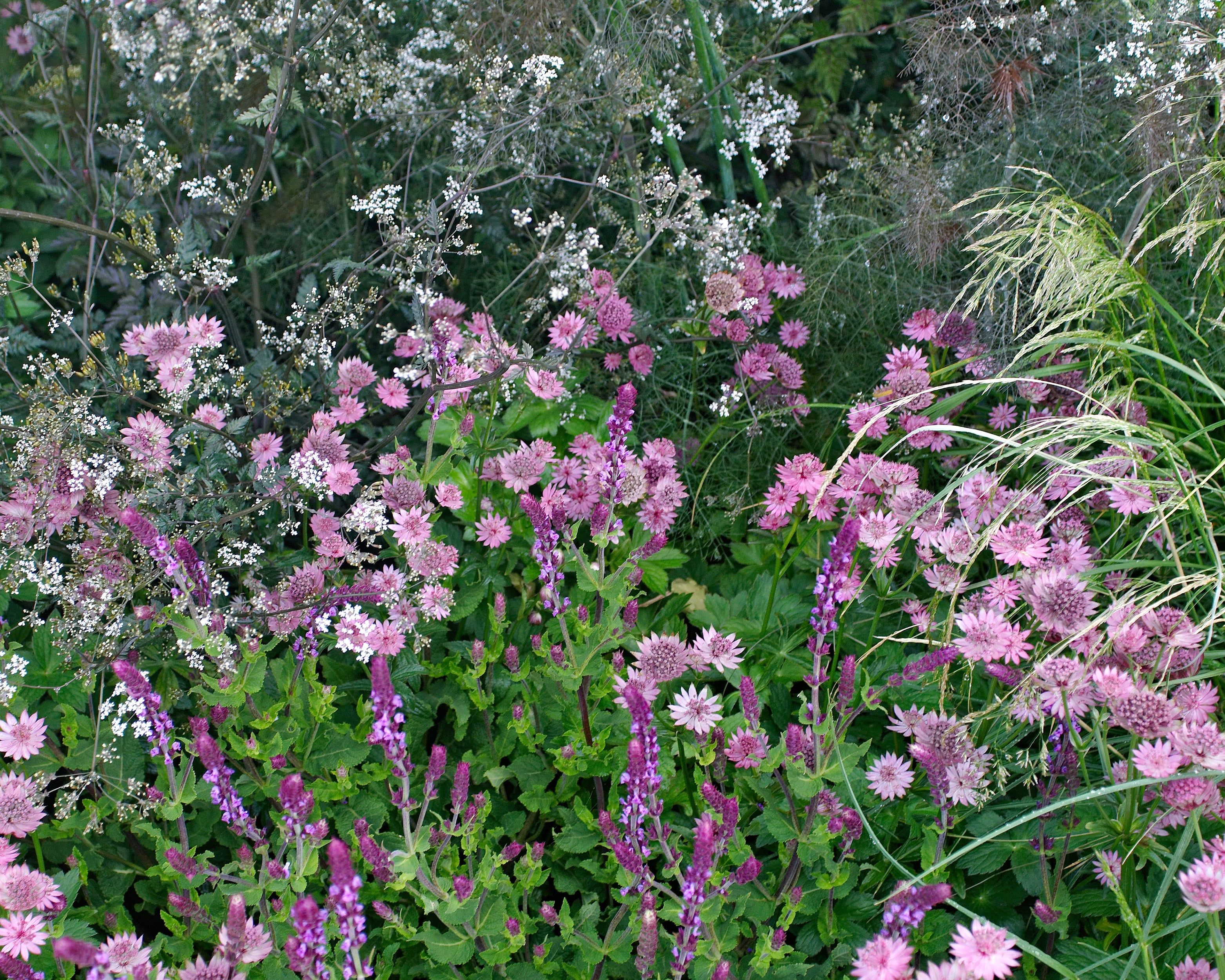 Astrantia 'Roma' - Image 6