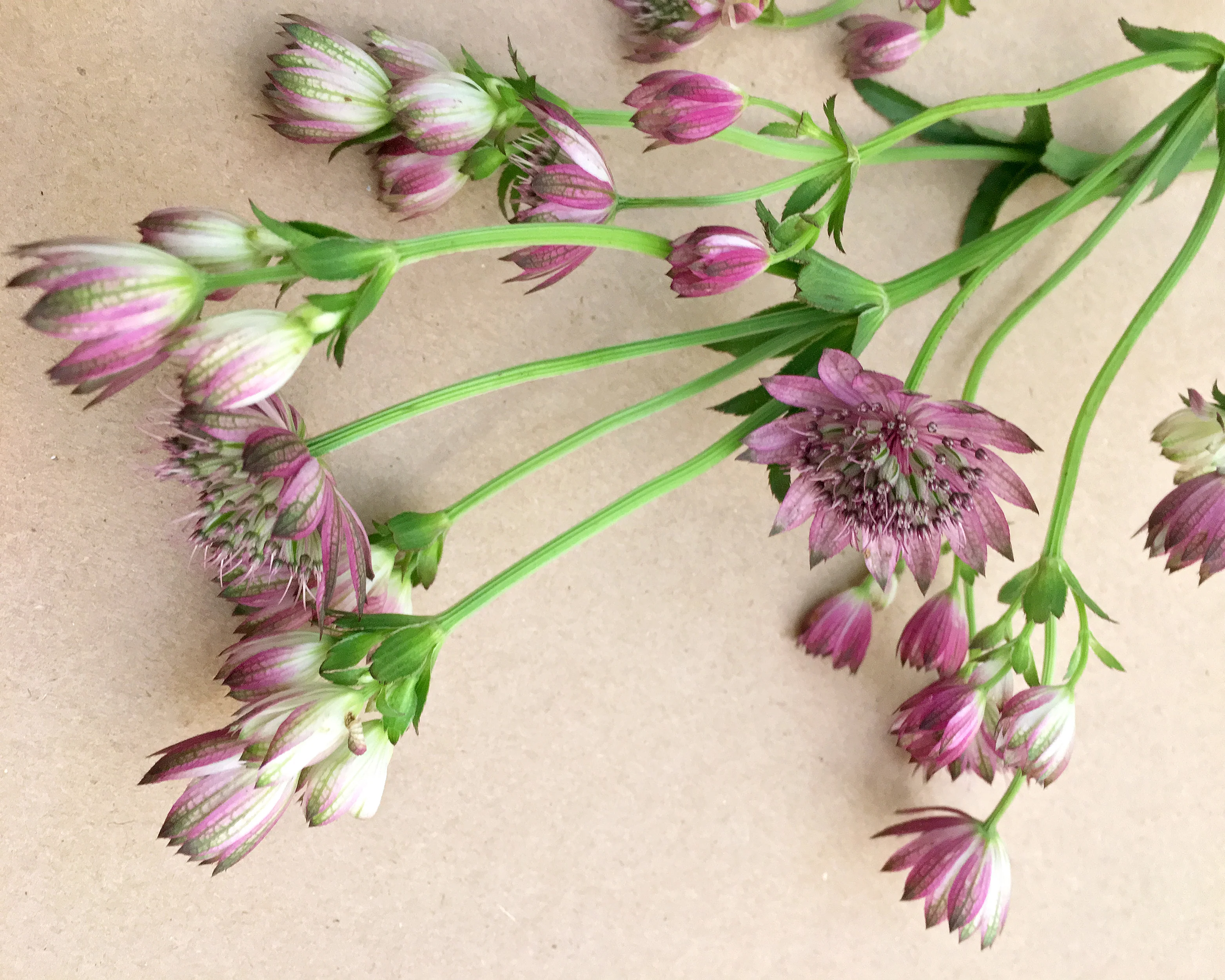 Astrantia 'Roma' - Image 7