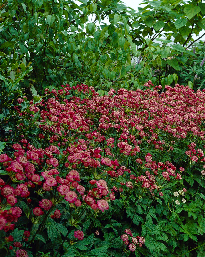 Astrantia 'Rubra' - Image 5