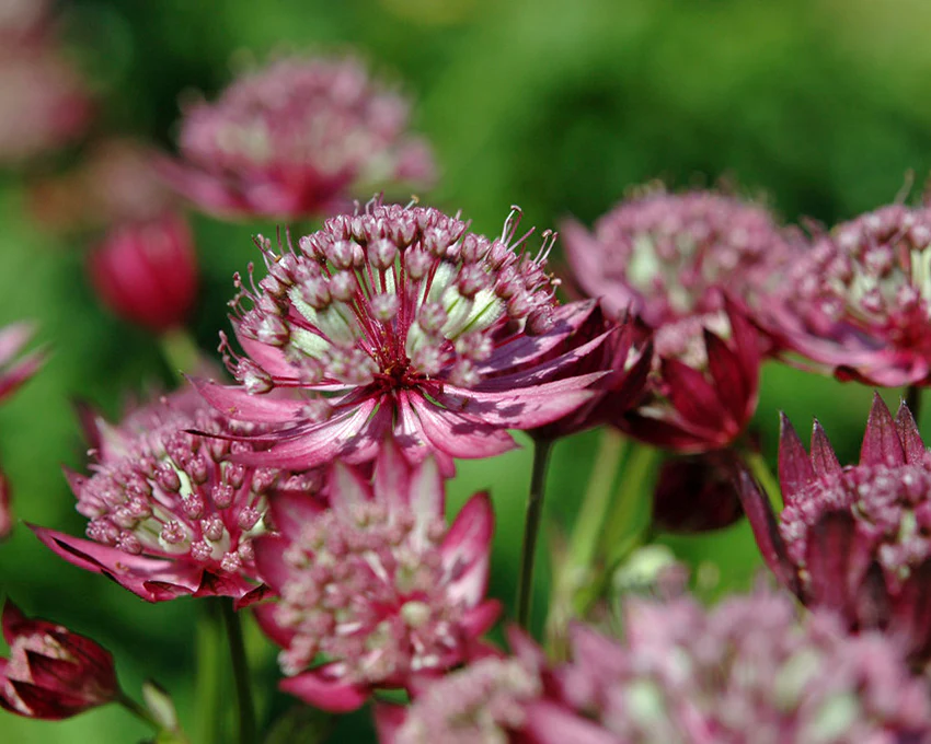 Astrantia 'Rubra' - Image 7
