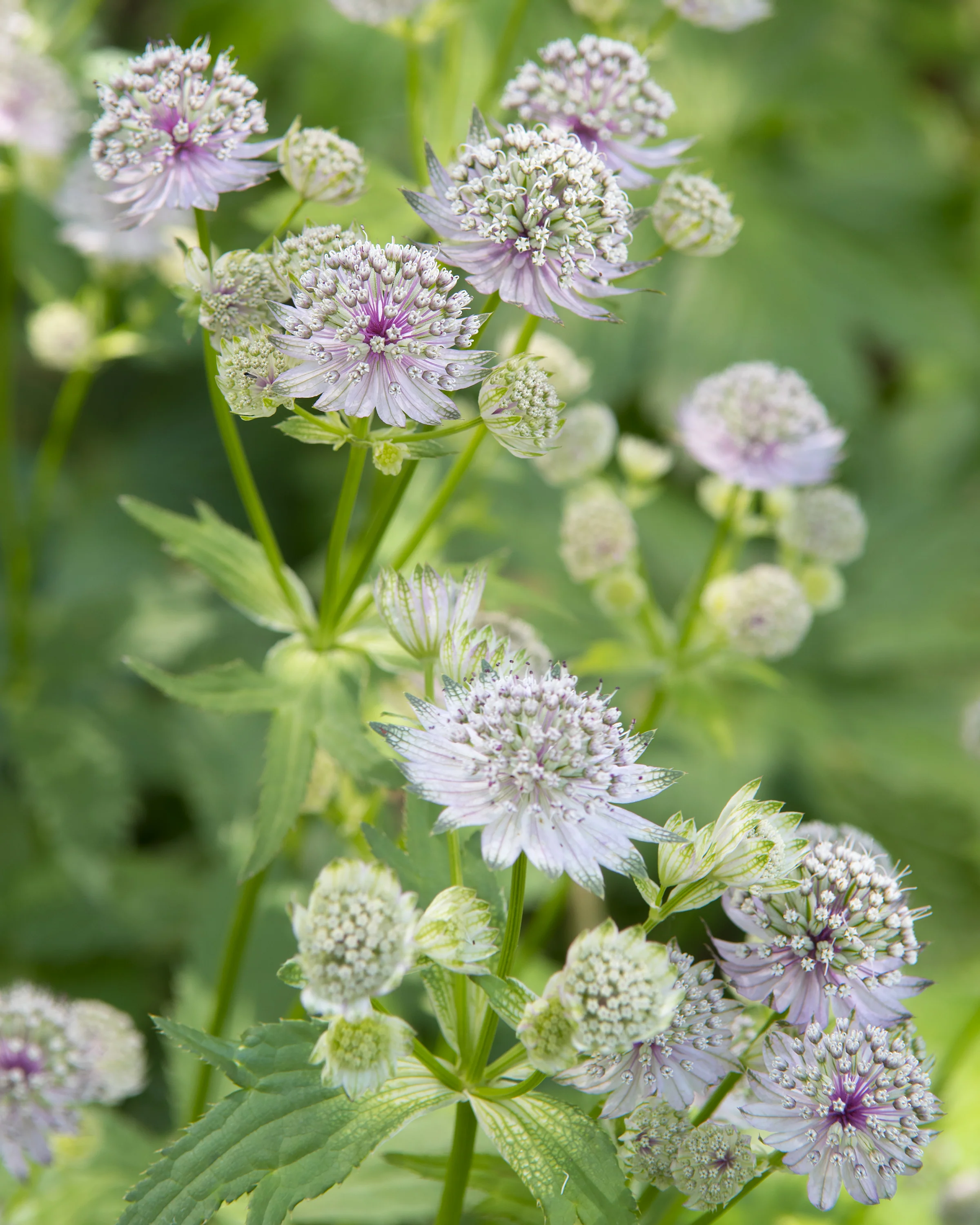 Astrantia 'Shaggy' - Image 3
