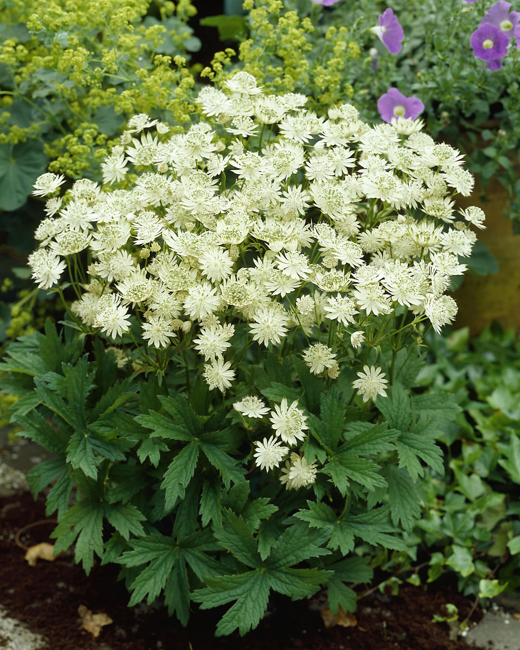 Astrantia 'Snow Star' - Image 3