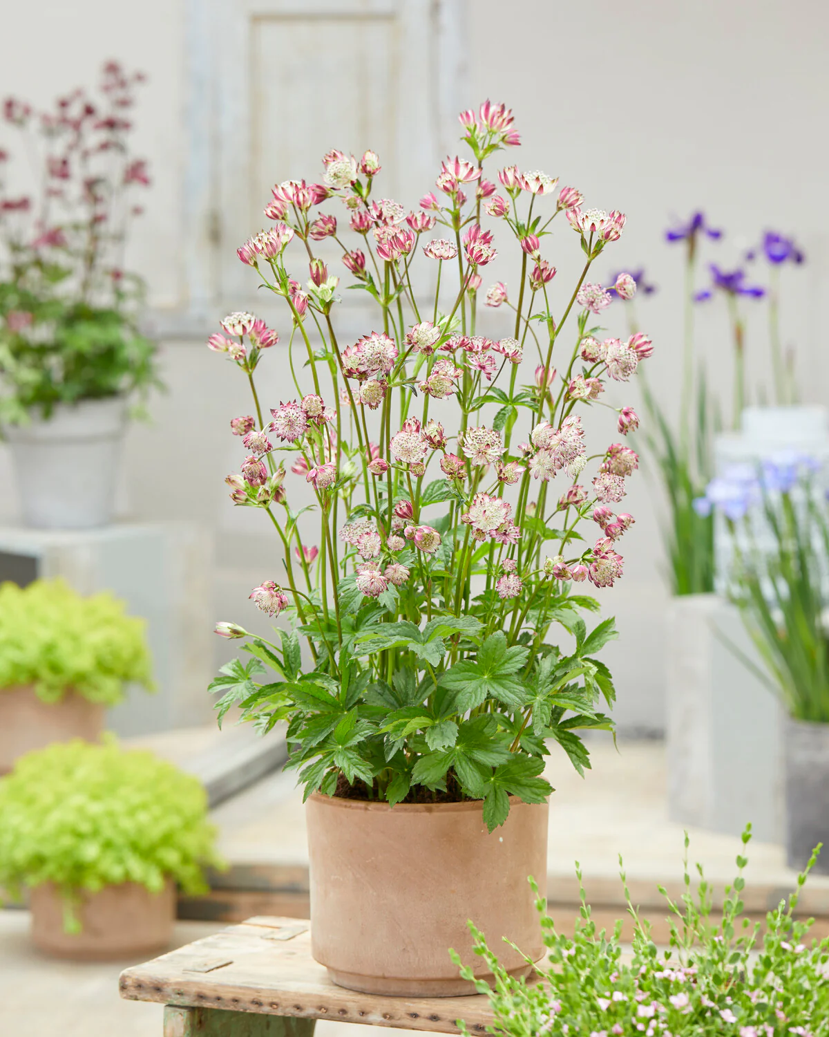Astrantia 'Sparkling Stars Pink' - Image 3