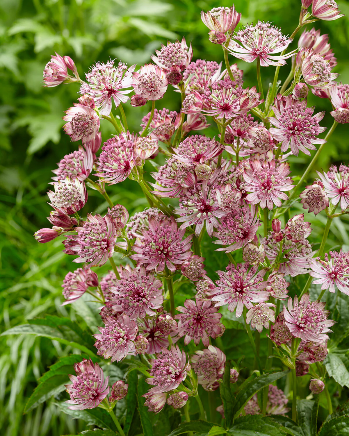 Astrantia 'Sparkling Stars Pink' - Image 4