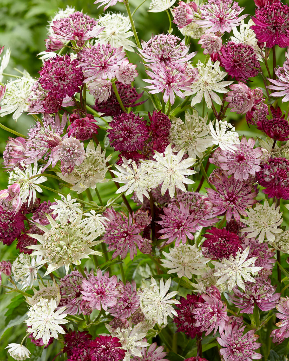 Astrantia 'Sparkling Stars Pink' - Image 6