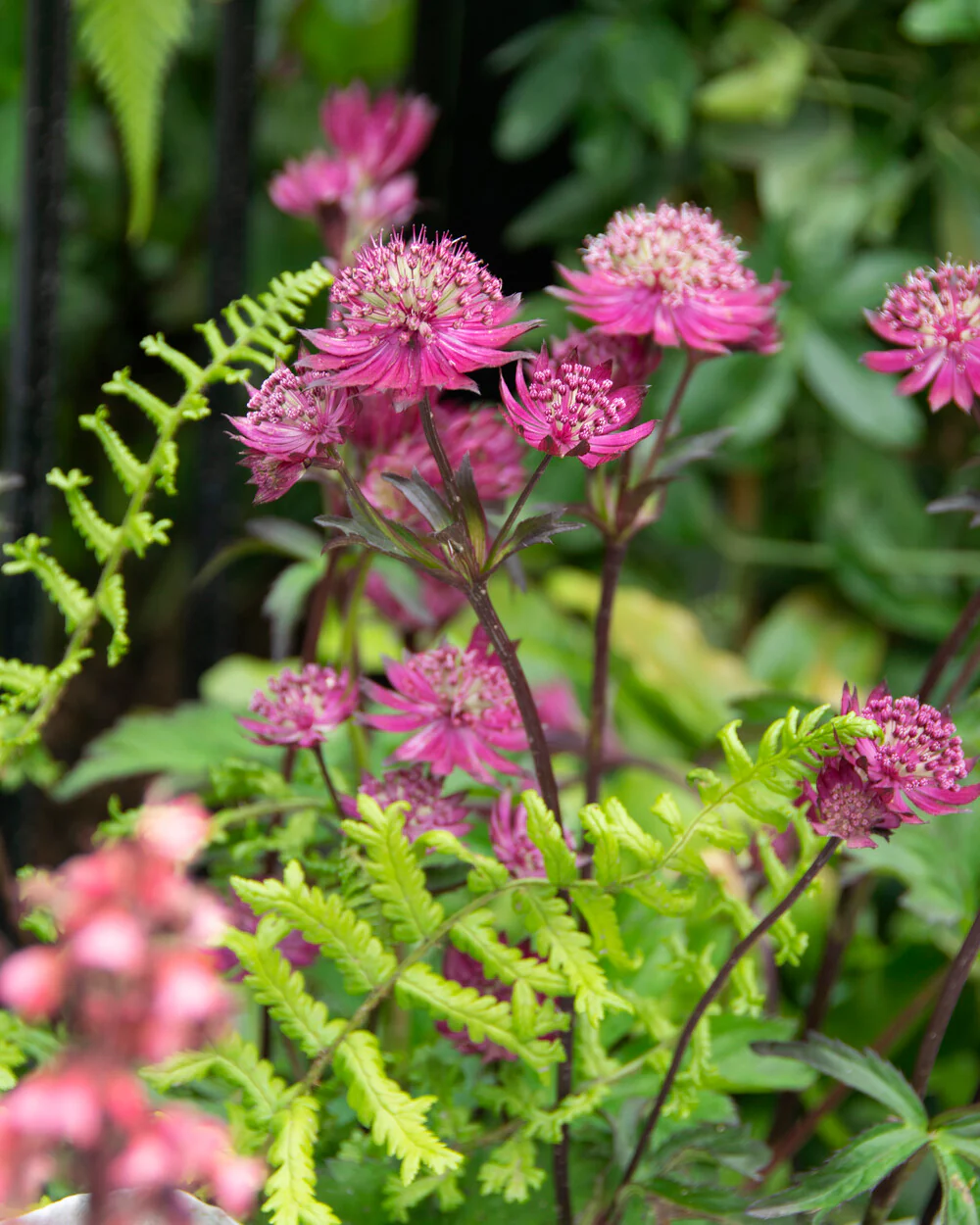 Astrantia 'Sparkling Stars Red' - Image 10