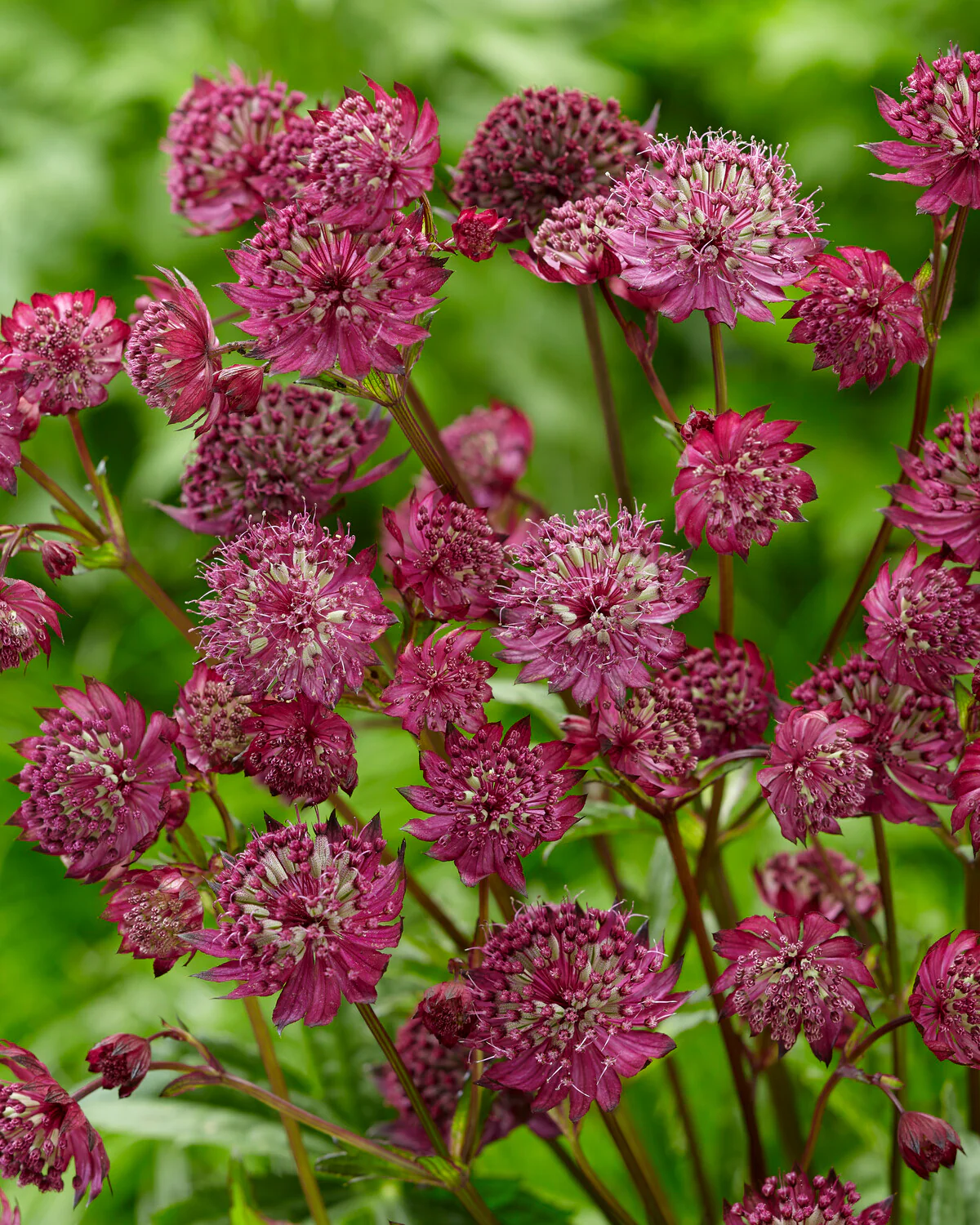 Astrantia 'Sparkling Stars Red' - Image 3