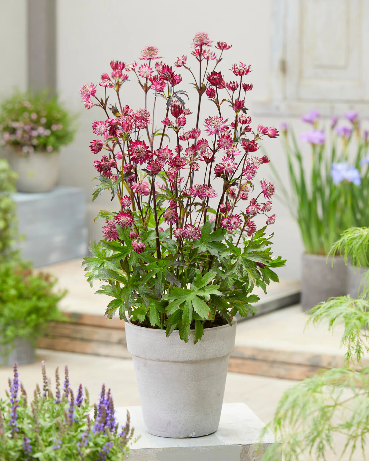Astrantia 'Sparkling Stars Red' - Image 6