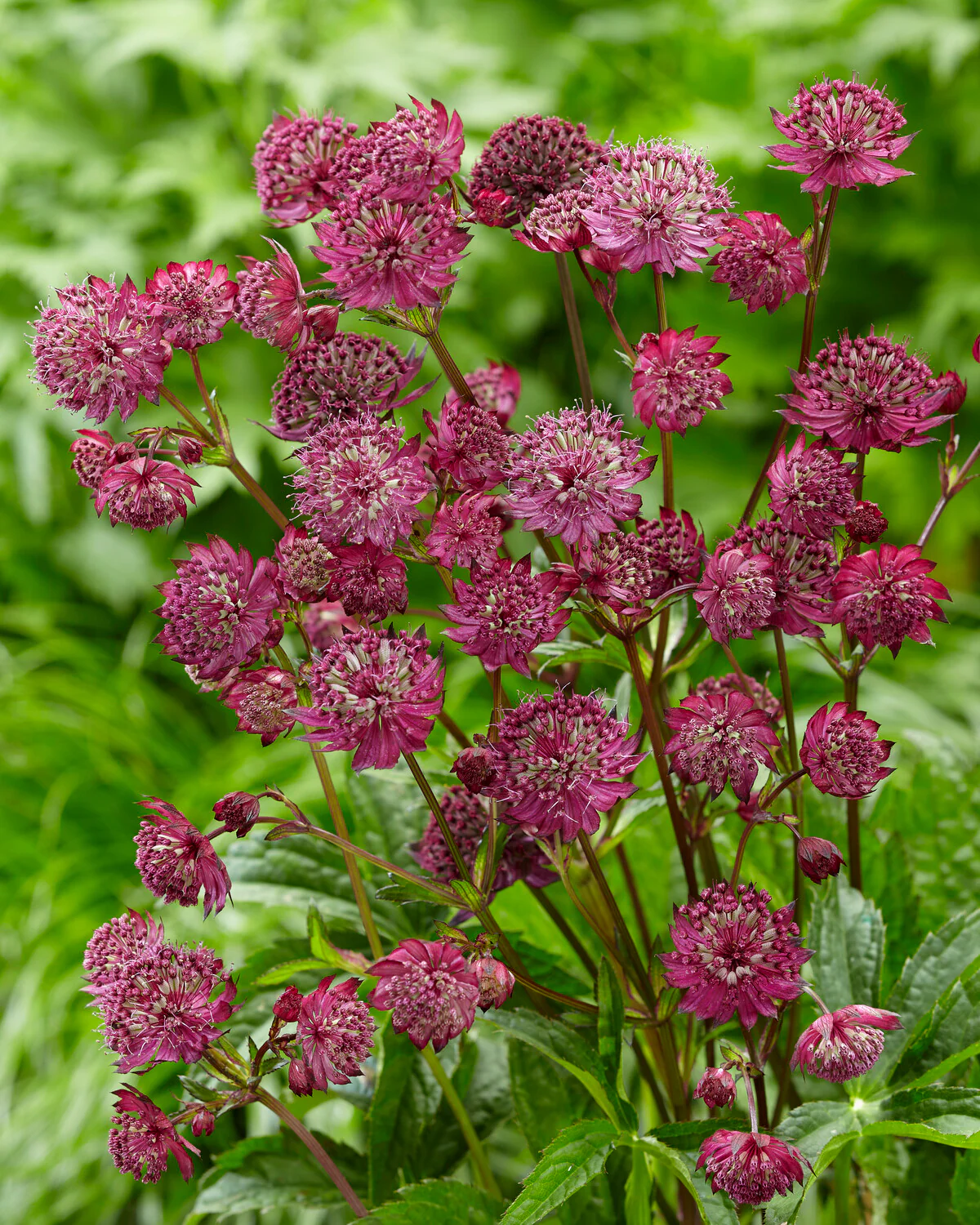 Astrantia 'Sparkling Stars Red' - Image 7
