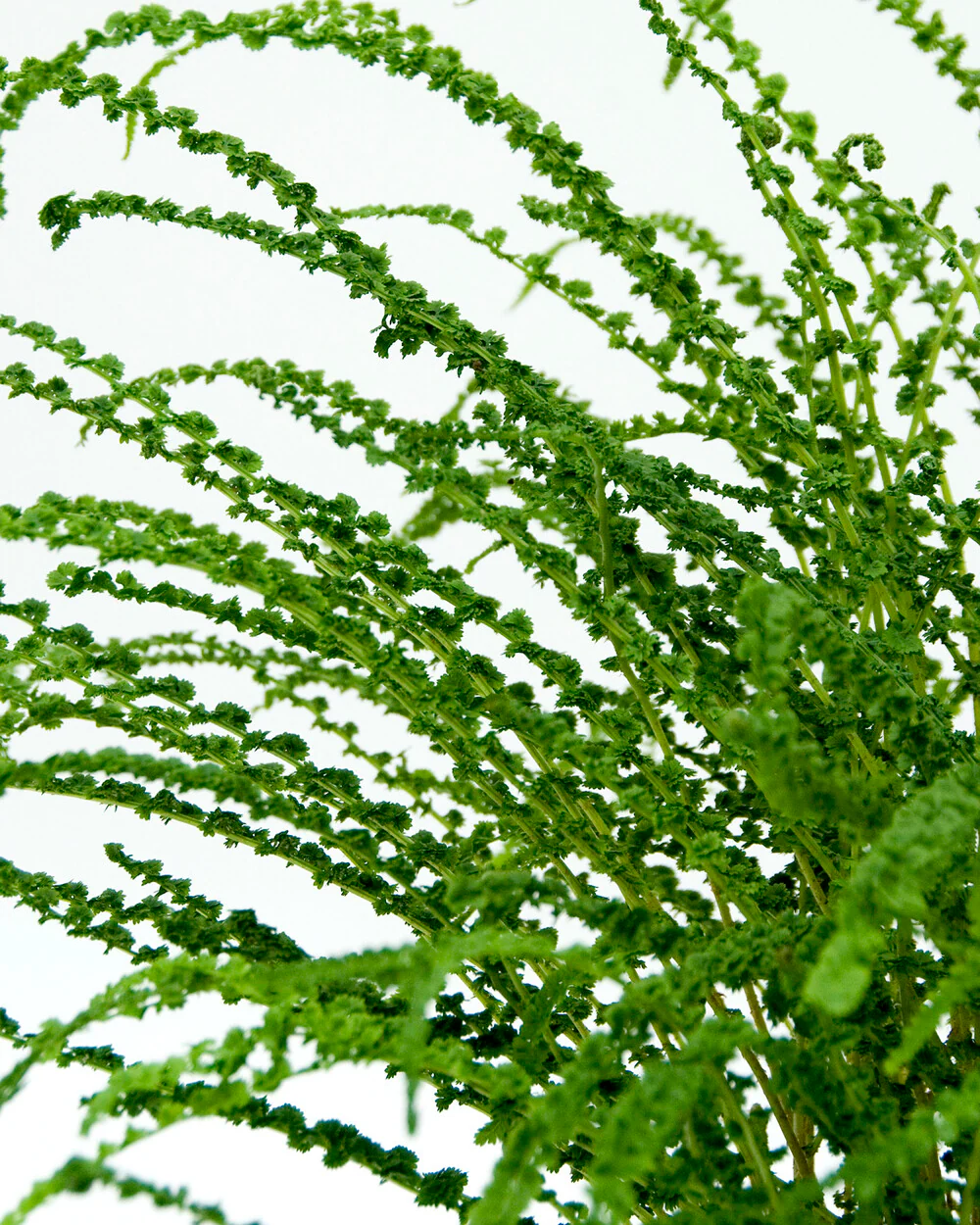 Athyrium 'Frizelliae' - Image 6
