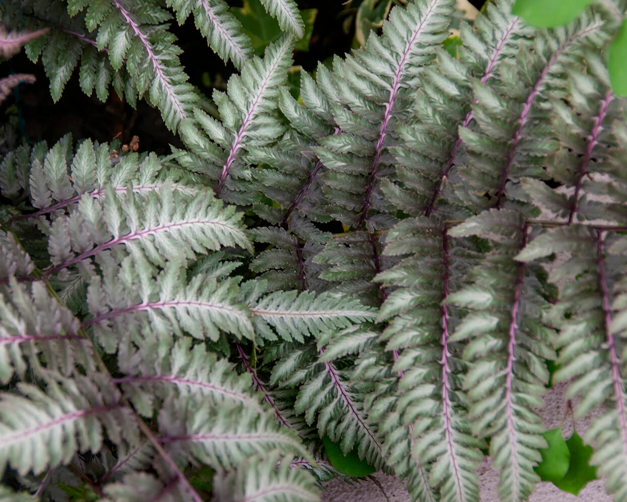 Athyrium 'Metallicum' - Image 6